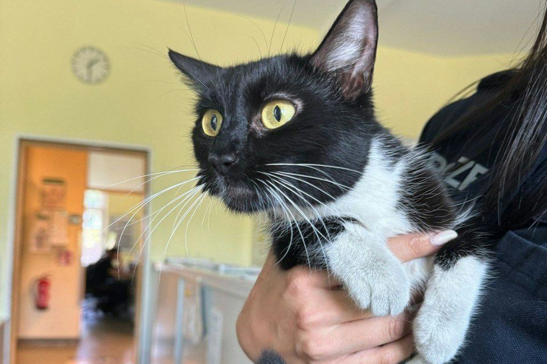 Das ist die Katze, die auf Schwarzfahrt ging. Eine Polizistin hält sie im Arm. 