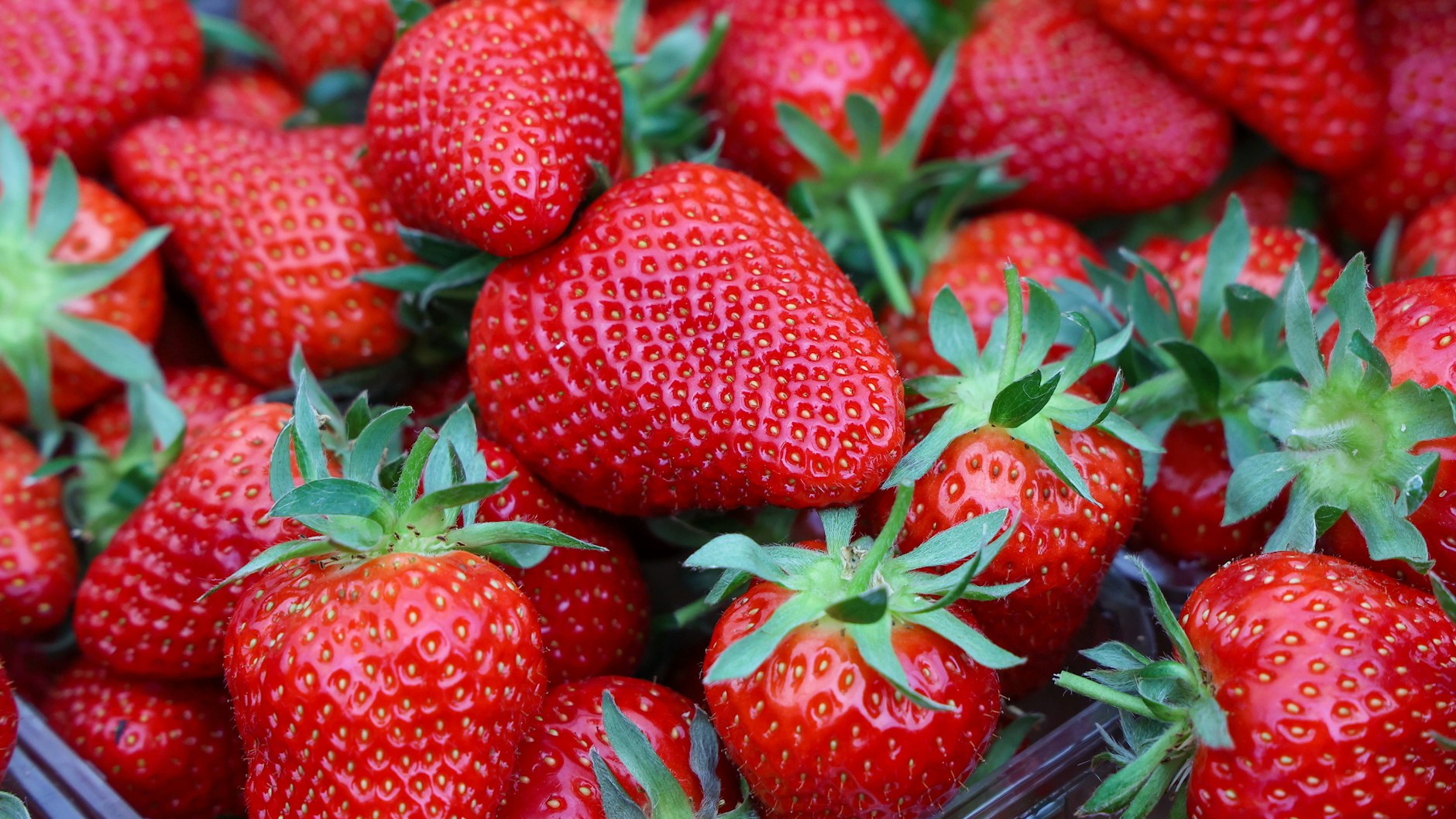 Damit Erdbeeren richtig sauber werden, sollten Sie diesen einfachen Trick anwenden - und sie in einer Mischung aus Wasser und Natron einlegen.