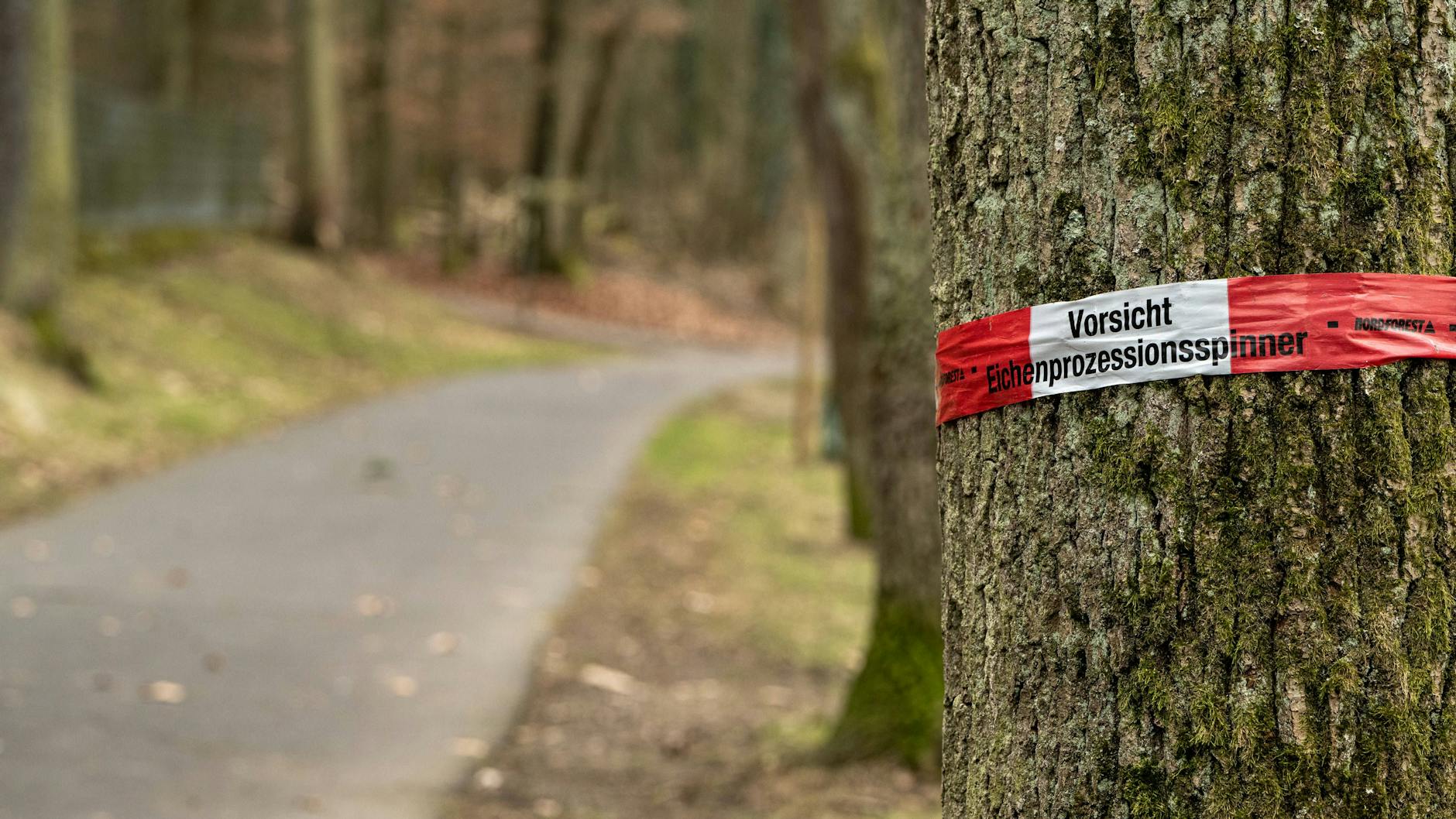Betroffene Bäume sind in den meisten Fällen deutlich gekennzeichnet, damit niemand mit dem Eichenprozessionsspinner in Kontakt kommt.