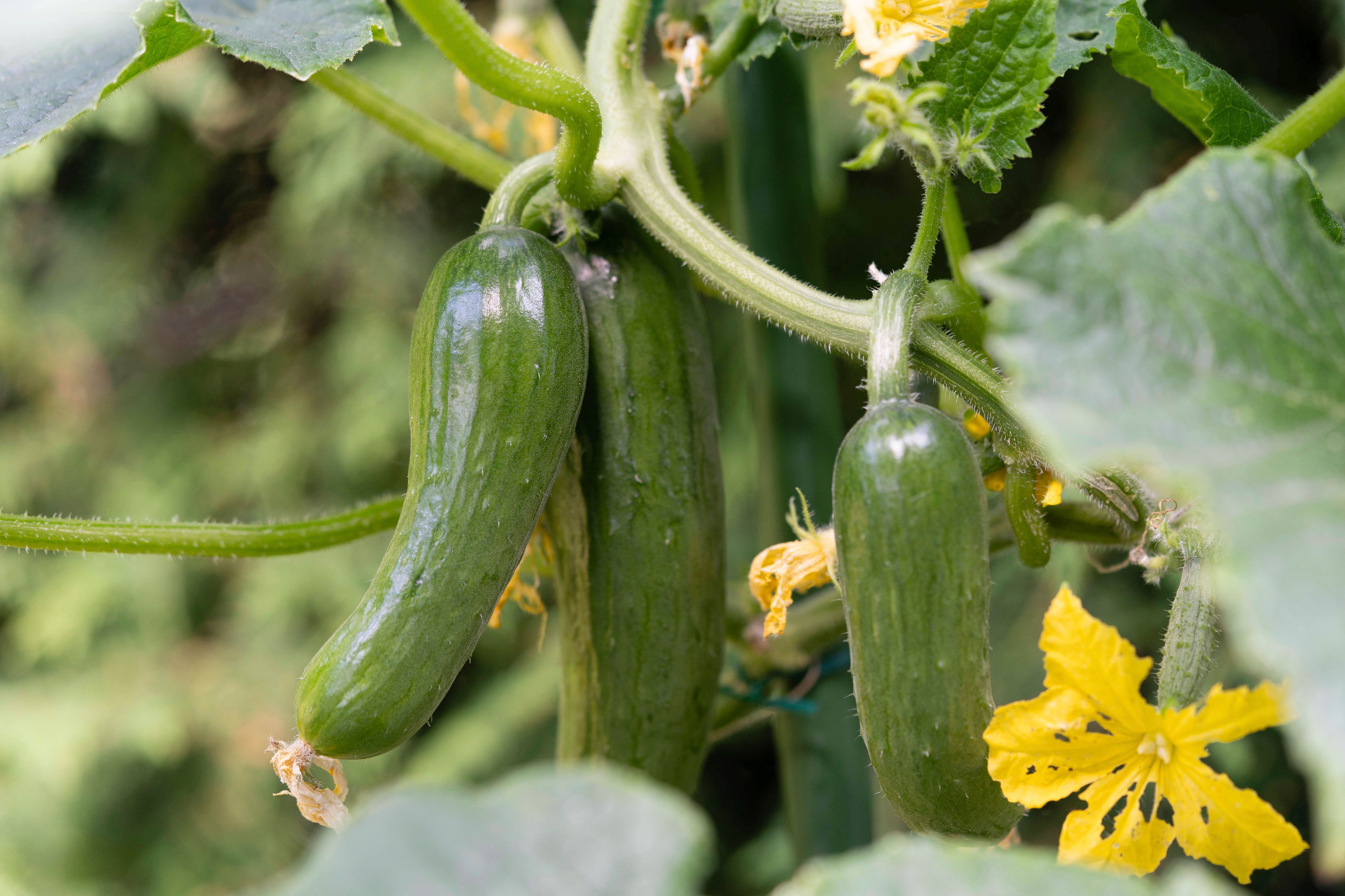 10 Fehler, die Sie beim Gurkenanbau unbedingt vermeiden sollte