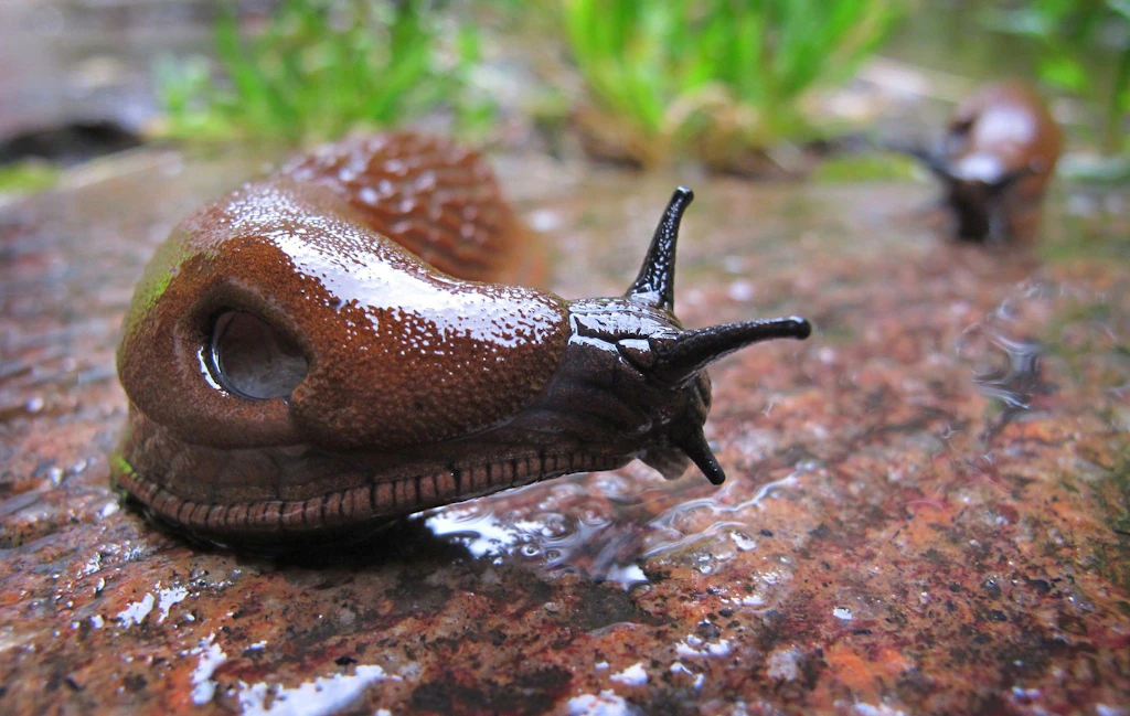 Superschnecke lässt Gärtner verzweifeln