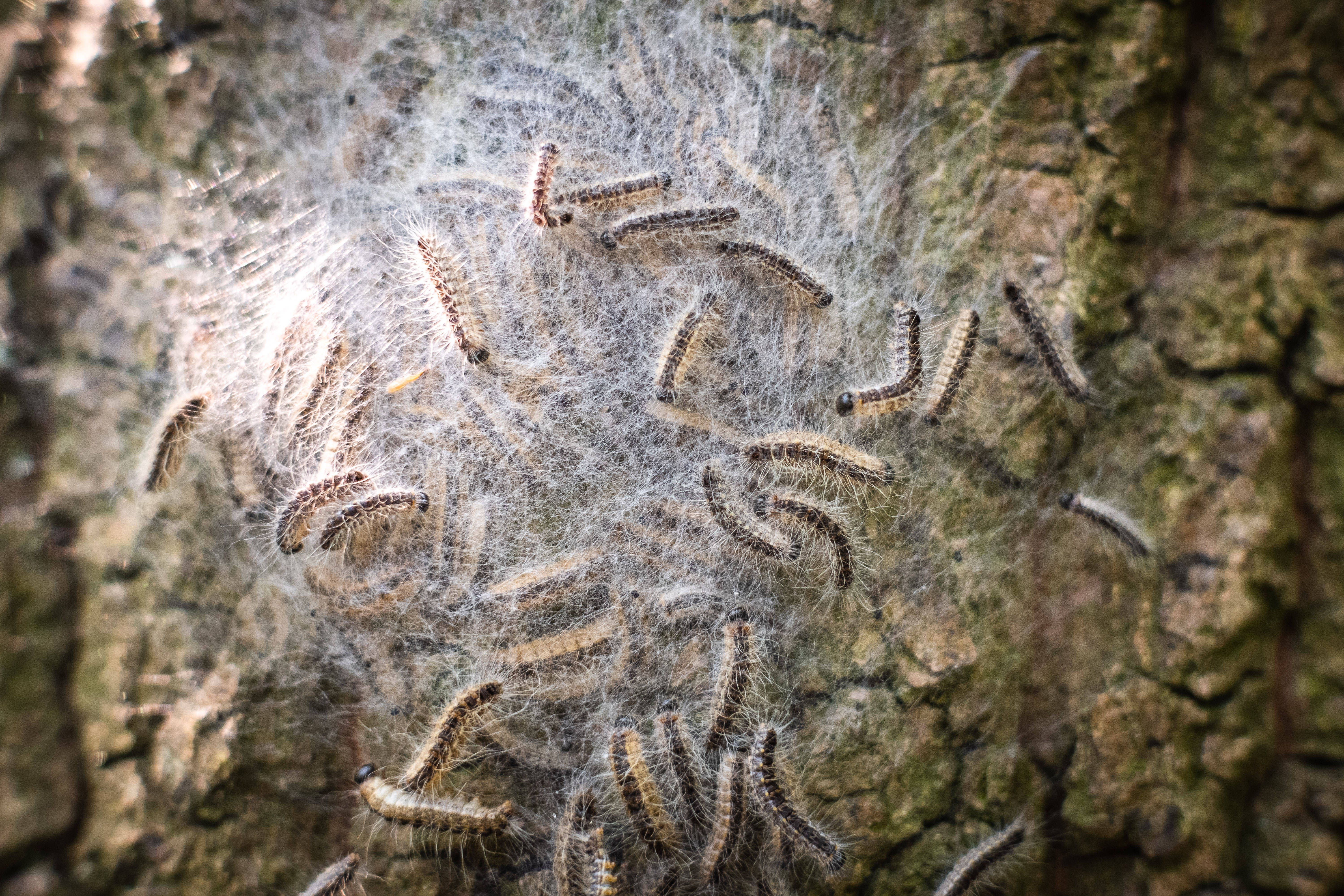 Vorsicht, Gift-Raupen! DARUM sollten Sie in Parks sehr vorsichtig sein