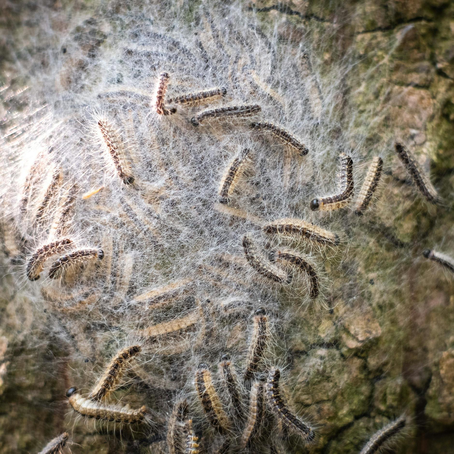 Vorsicht, Gift-Raupen! DARUM sollten Sie in Parks sehr vorsichtig sein