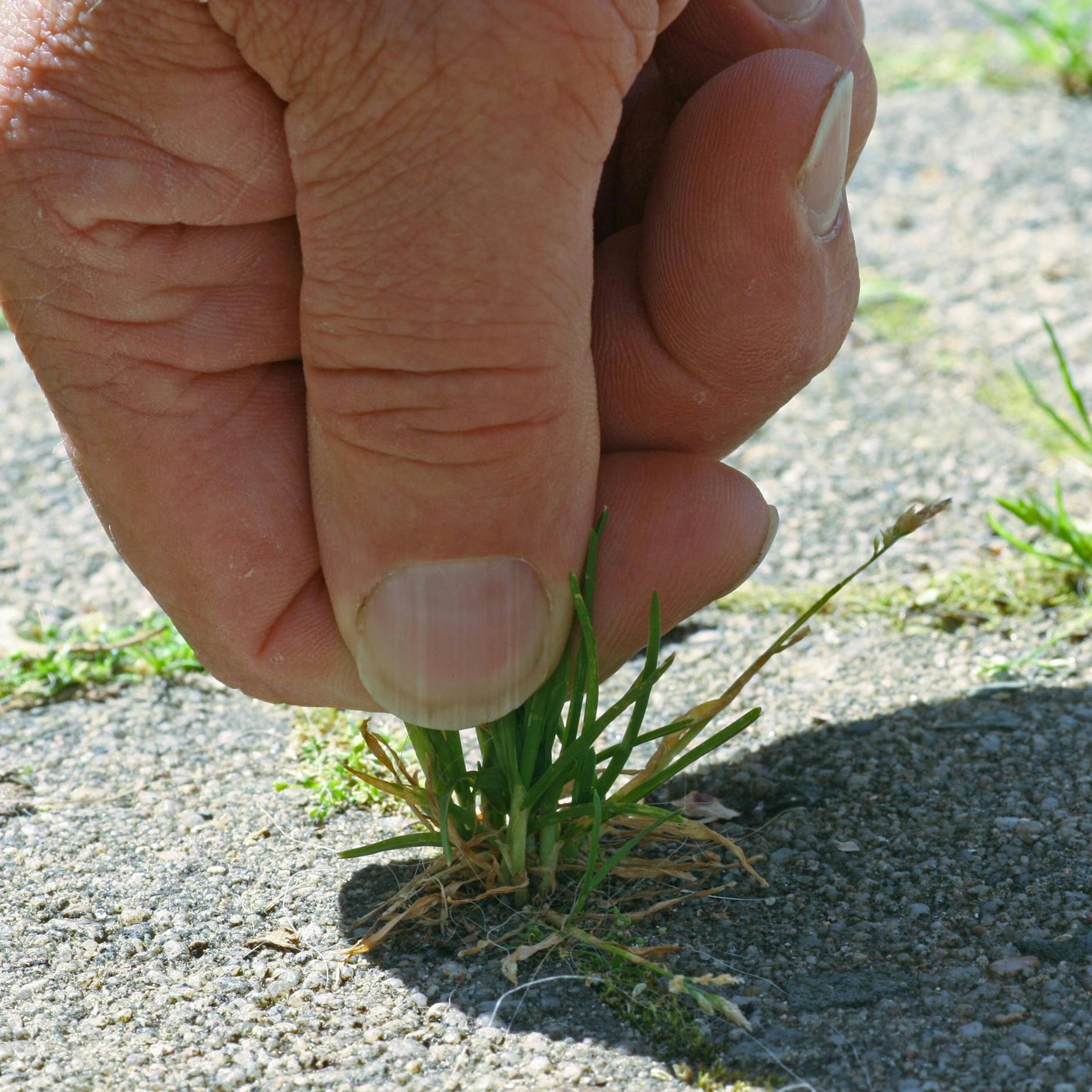 Ohne Chemie unkrautfrei: Tipps gegen Unkraut in den Fugen auf Einfahrt, Terrasse oder Gartenweg