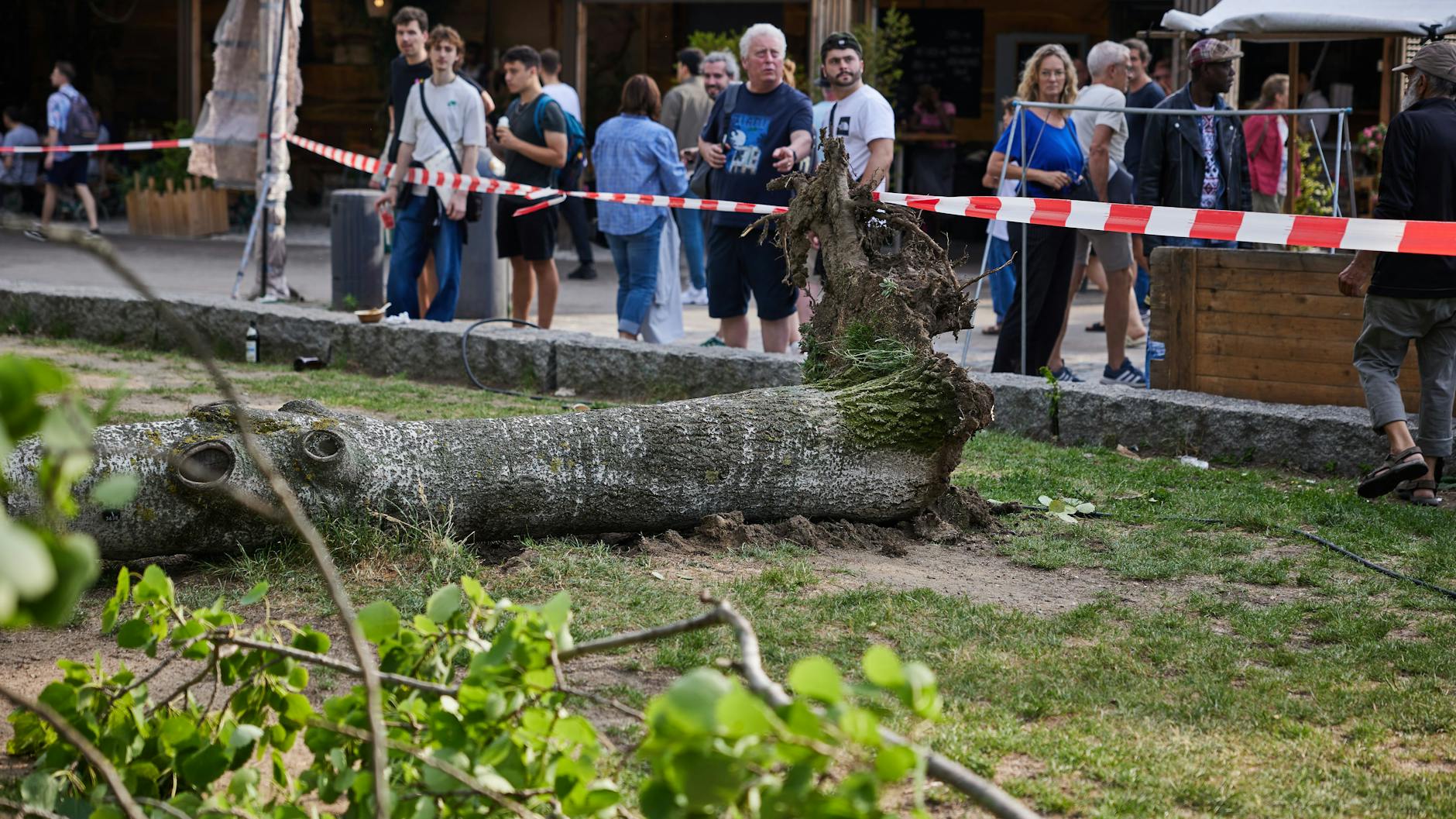 Am späten Nachmittag fiel der Baum auf darunter sitzende Menschen. Drei davon wurden verletzt. Die Ursache ist noch nicht bekannt.