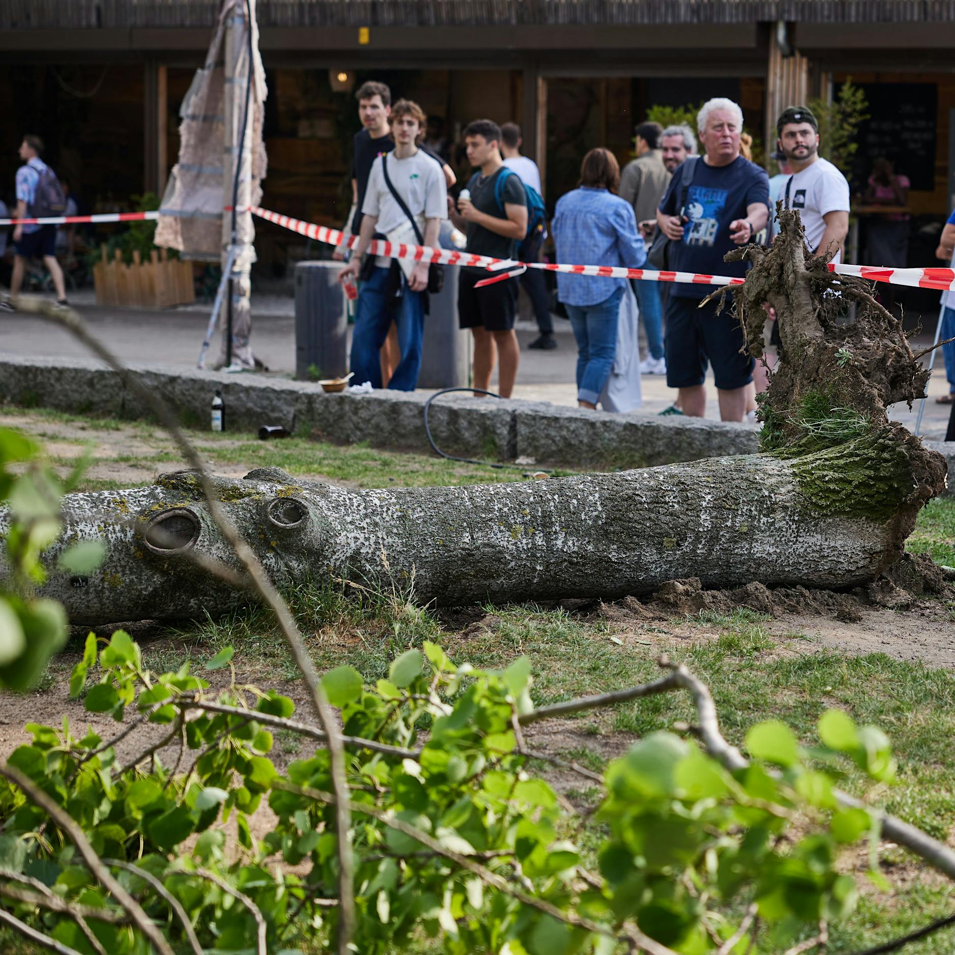 Polizei-Ticker: Baum im Mauerpark stürzt auf Menschengruppe – drei Verletzte