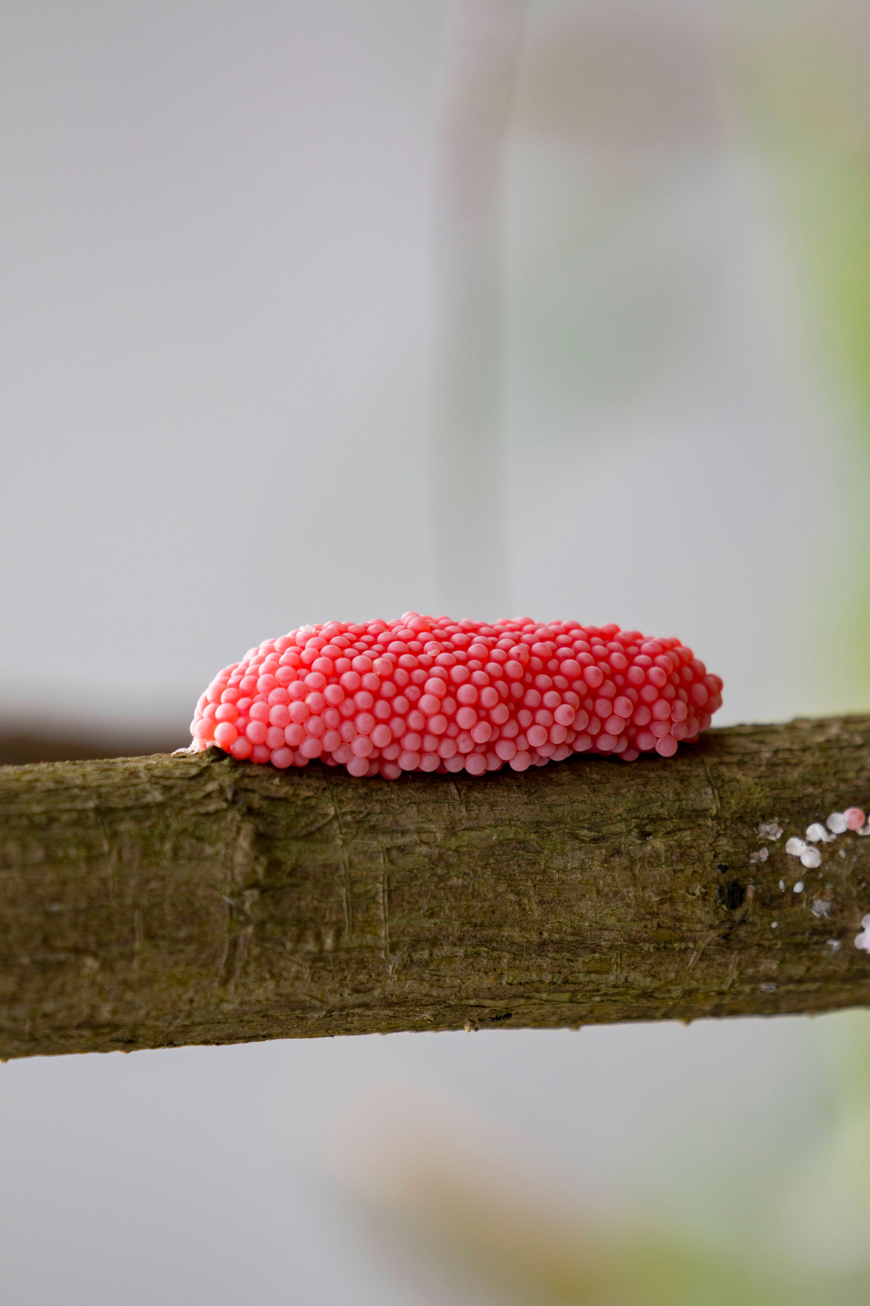 Vorsicht, pinke Eier: Wenn Sie DAS im Garten entdecken, handeln Sie sofort!