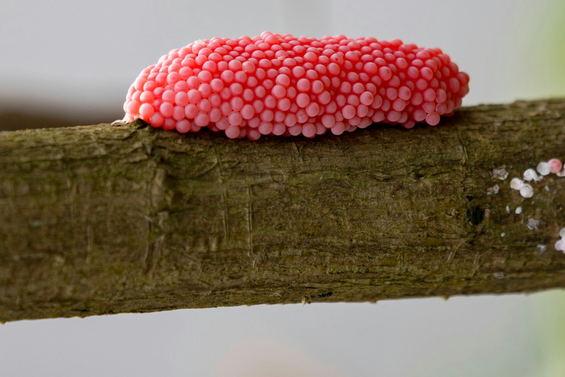 Wenn Sie im Garten solche pinken Eier entdecken, sollten Sie sofort handeln - es handelt sich um die Eier der Apfelschnecke.