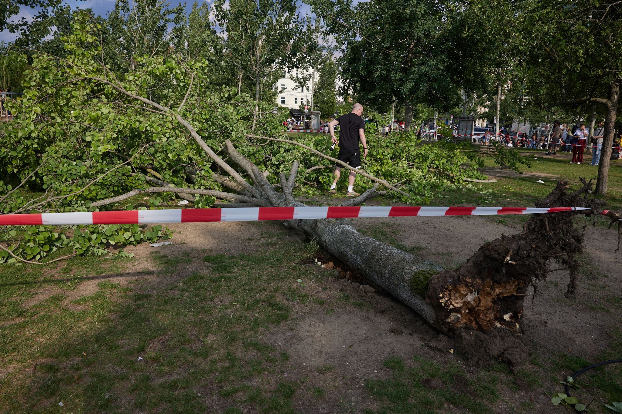 Berliner Mauerpark: Baum stürzt auf Menschengruppe – mehrere Verletzte
