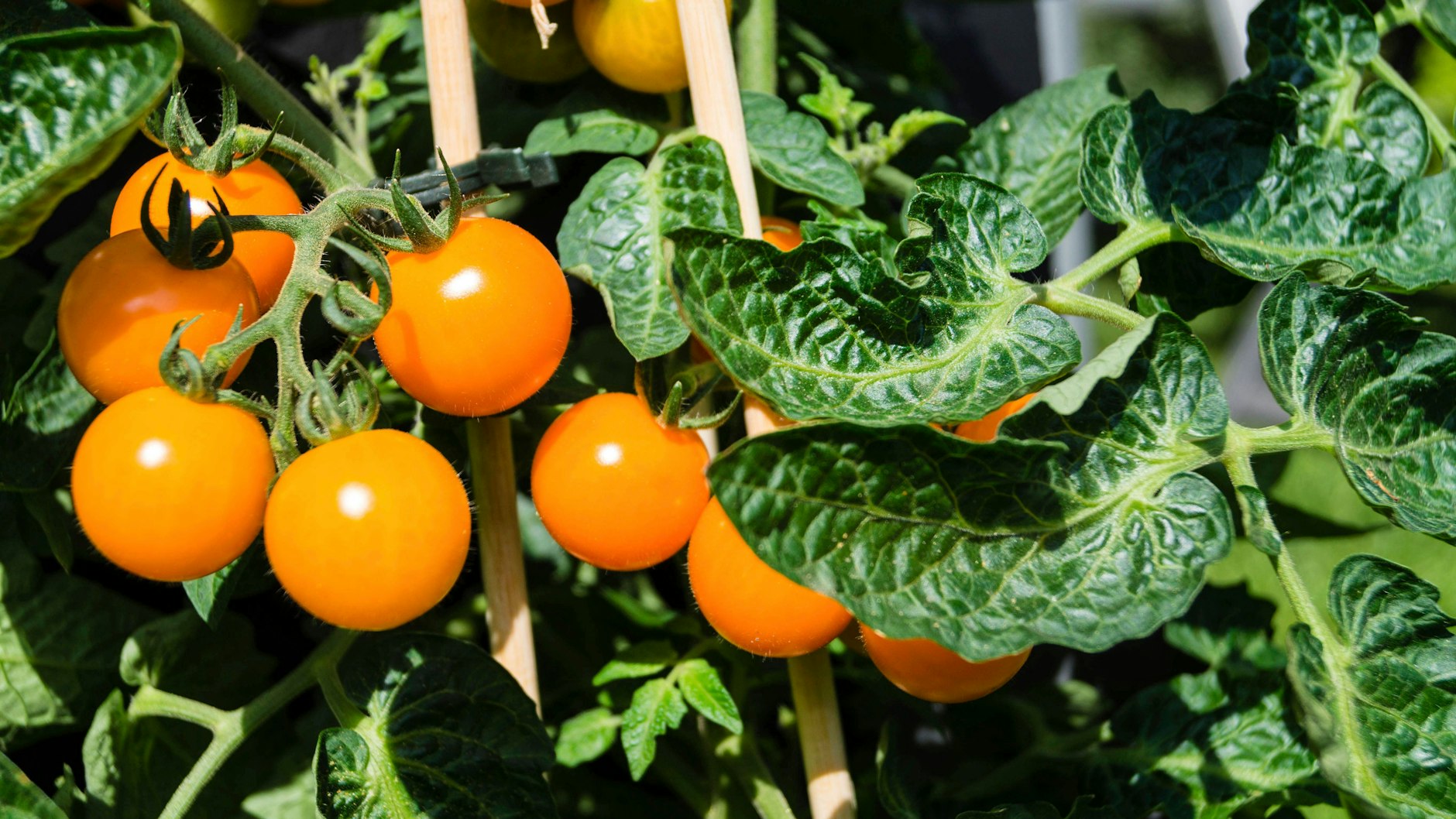 Tomaten sind empfindliche Pflanzen. Gegen Braunfäule und andere Krankheiten hilft es, Blätter zu kürzen oder zu entfernen.
