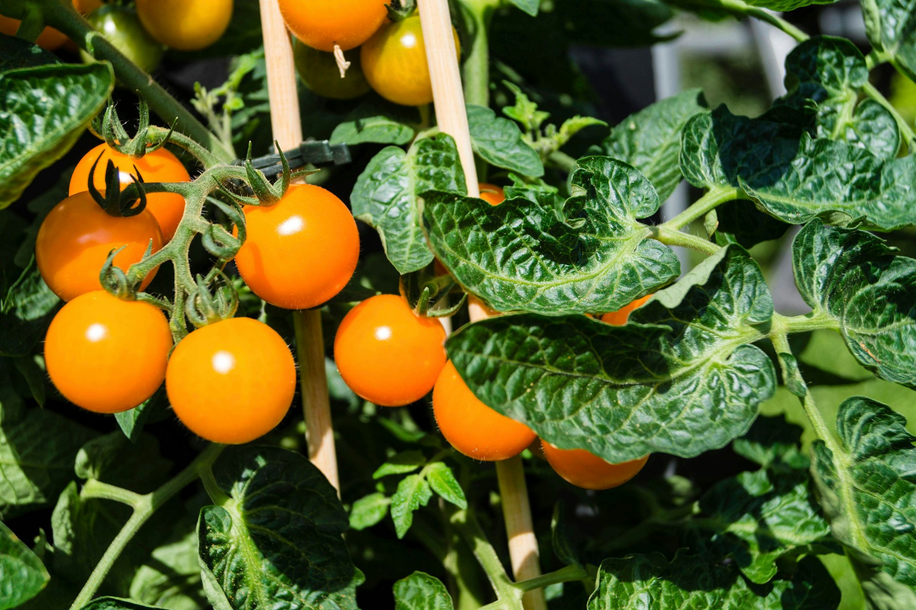 Tomaten sind empfindliche Pflanzen. Gegen Braunfäule hilft ein einfaches Hausmittel: Backpulver!