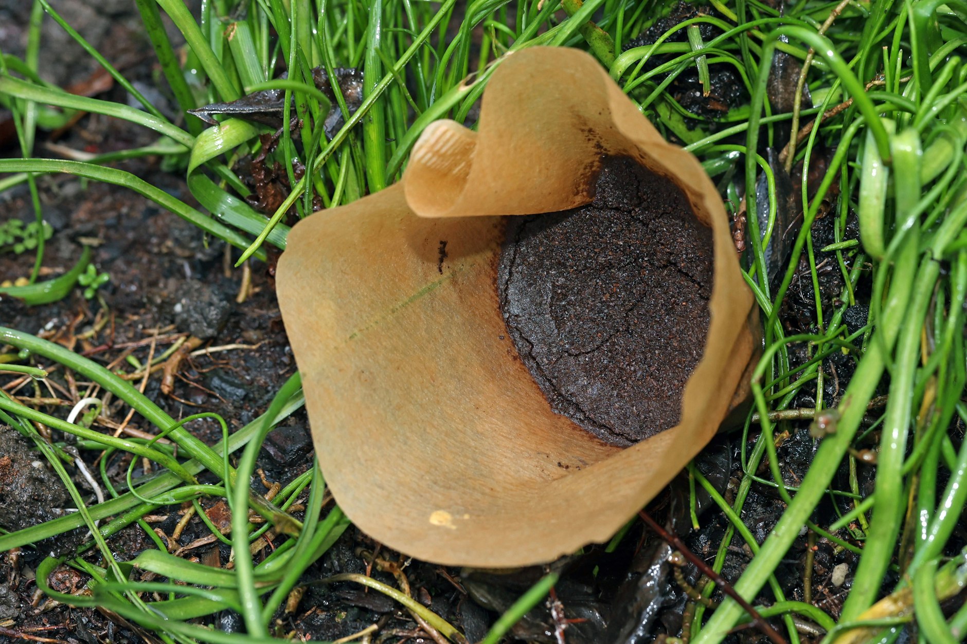 Kaffeesatz als Wundermittel: Kostenloser Naturdünger – Kaffeesatz kommt zum Einsatz als wertvolles Düngemittel für Gartenpflanzen.