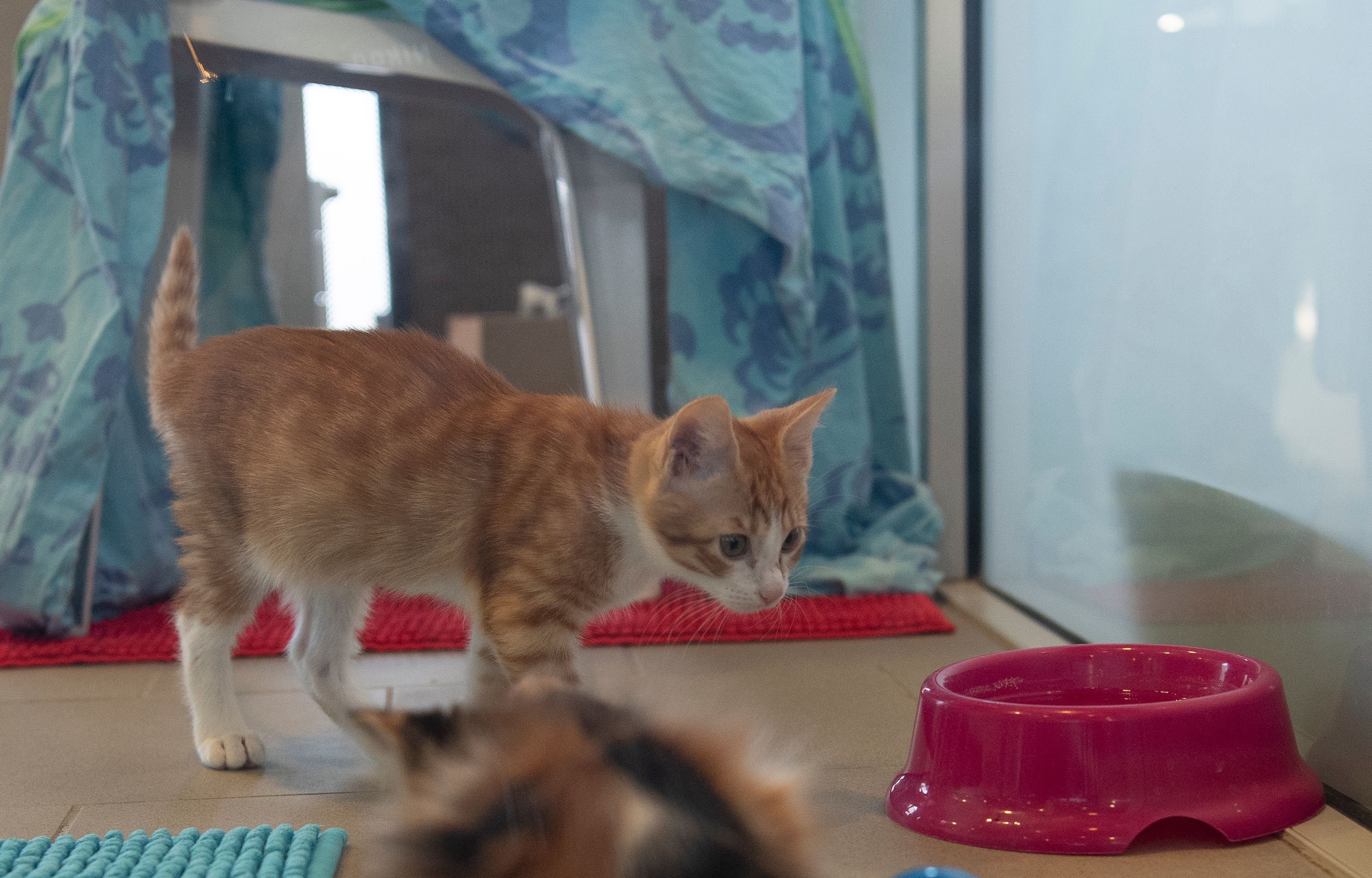 Image - Tierschutzverein wirbt für Katzen-Kastration