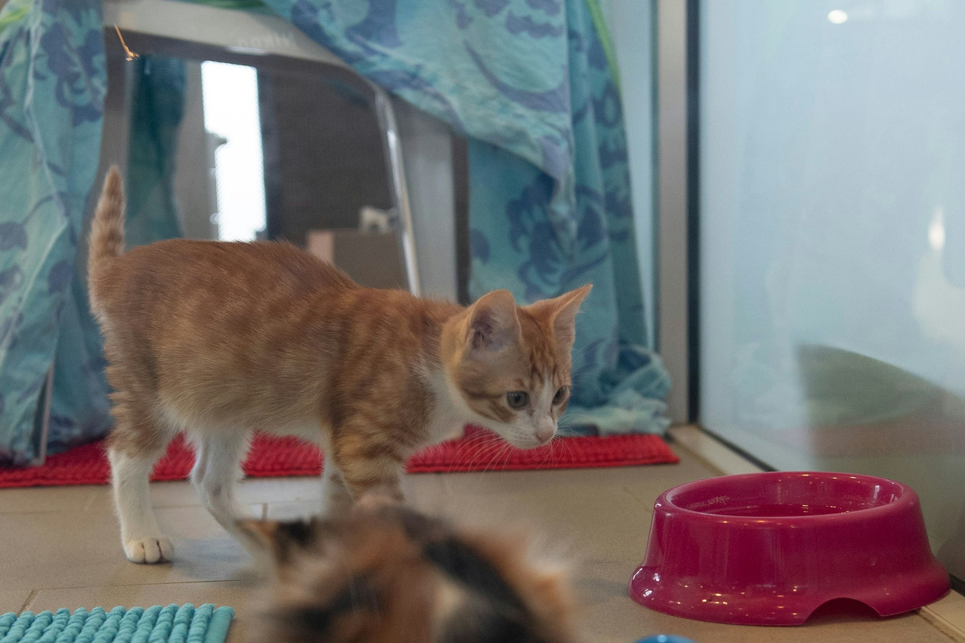 Diese junge Katze ist seit Ende 2023 im Tierheim Berlin.