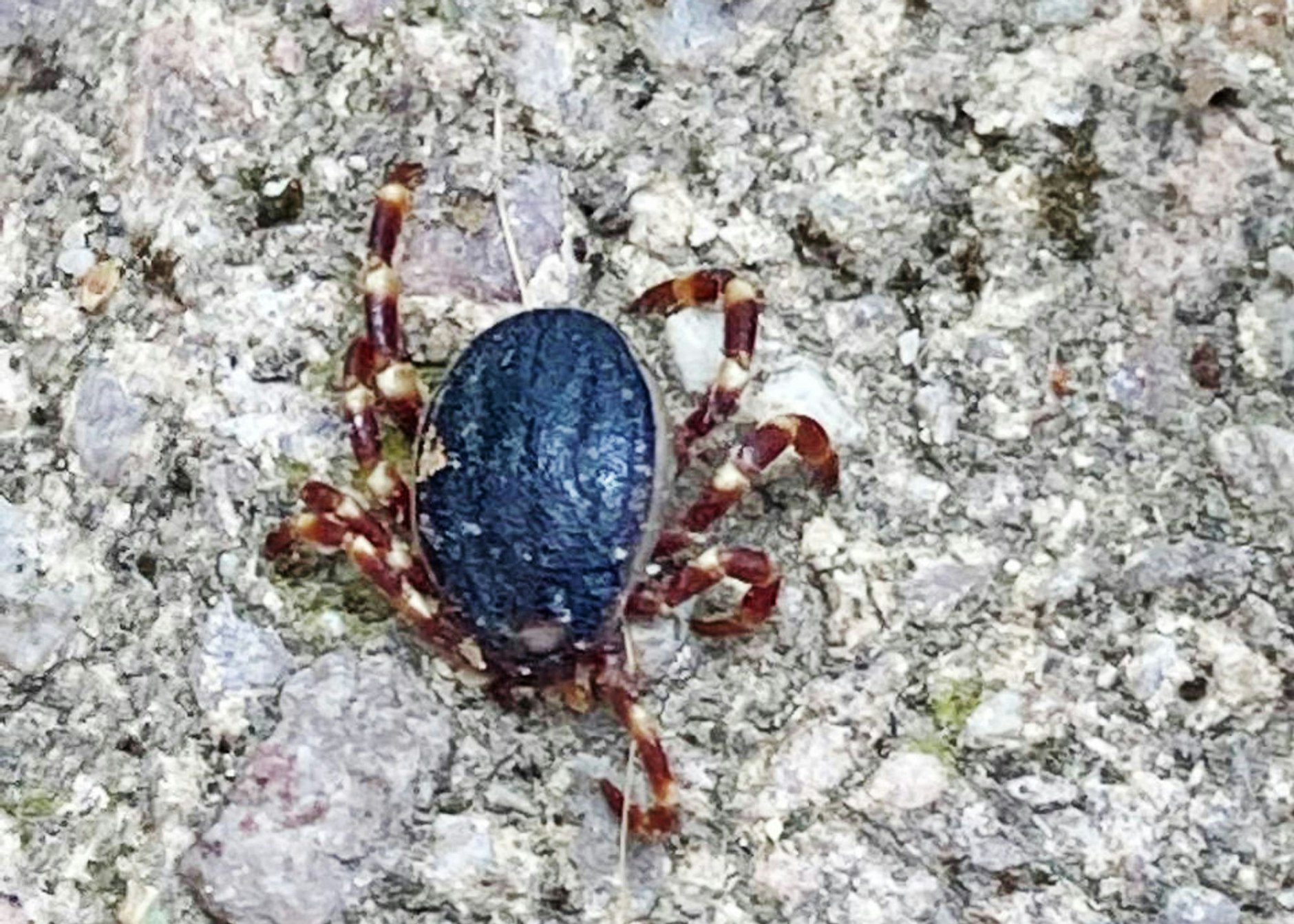 HANDOUT - Eine Zecke der tropischen Gattung Hyalomma - gesichtet in Bobenheim-Roxheim (Rhein-Pfalz-Kreis).  