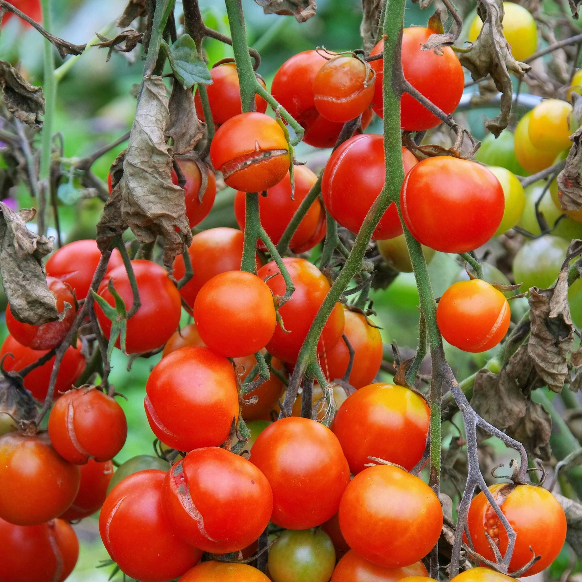 Braunfäule schadet den Tomaten. Aber der einfache Backpulver-Trick kann helfen.