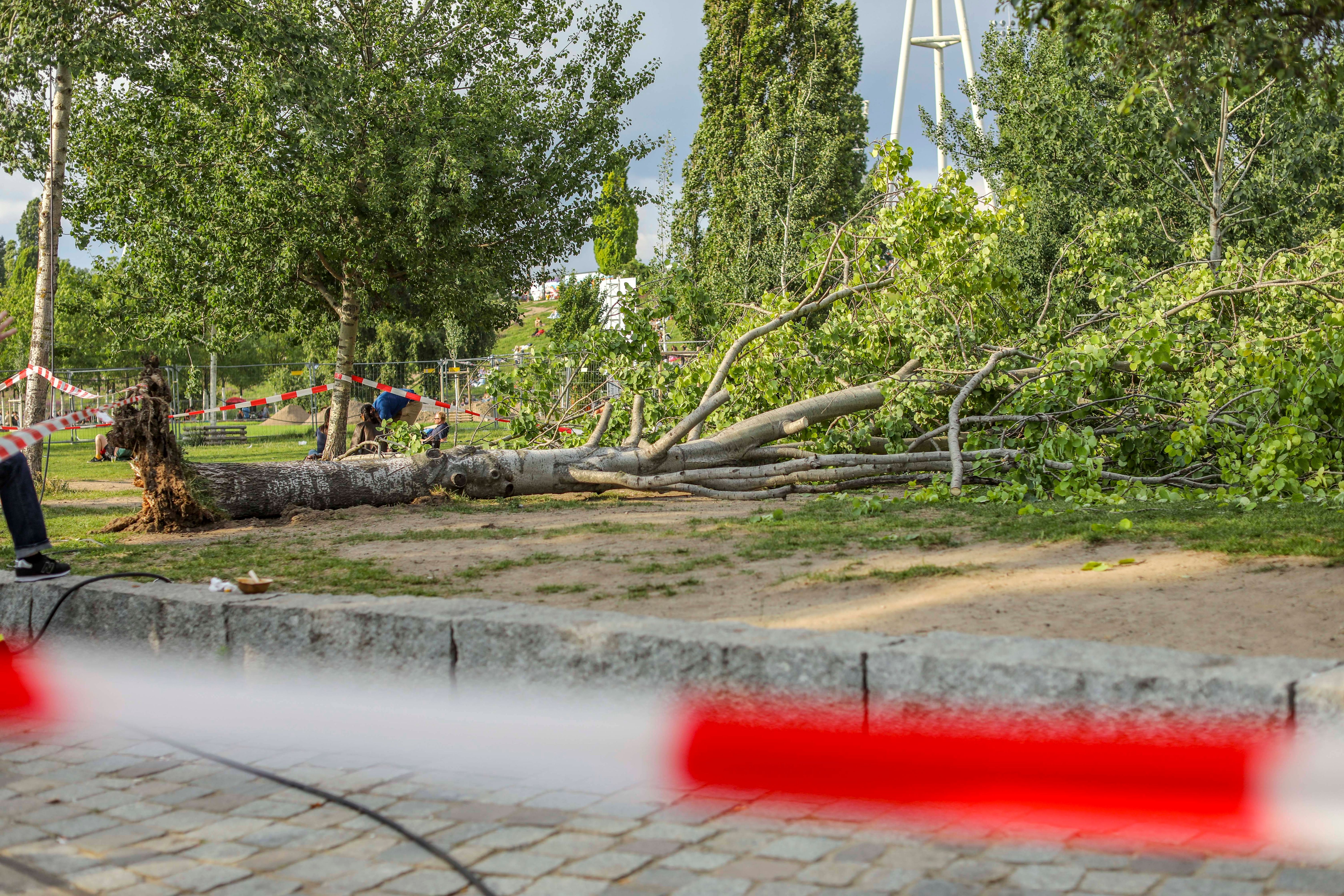 Umgestürzter Baum im Mauerpark: Jetzt ermittelt das Bezirksamt