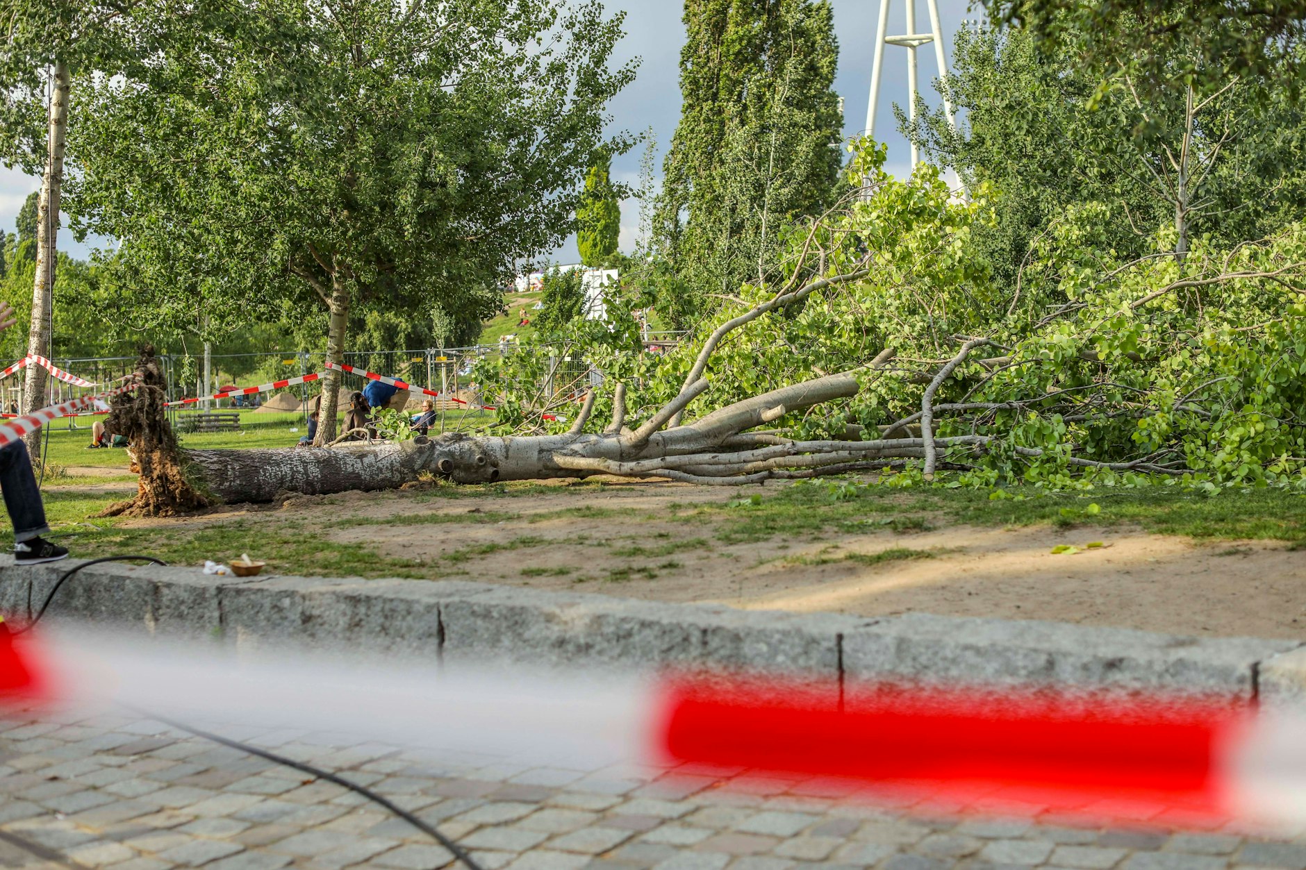 Diese Pappel verletzte am Sonntag eine Gruppe von Menschen im Mauerpark.