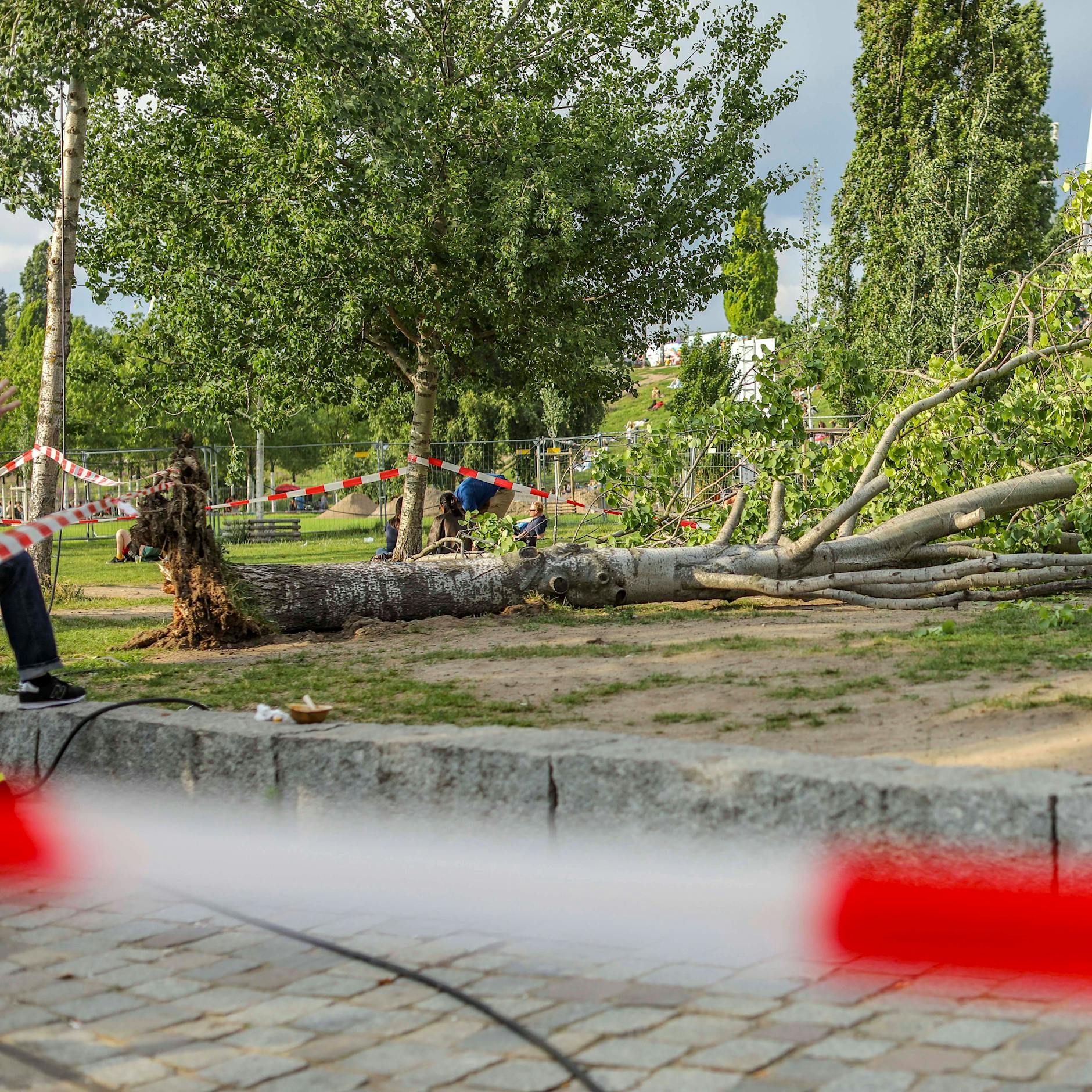 Umgestürzter Baum im Mauerpark: Jetzt ermittelt das Bezirksamt