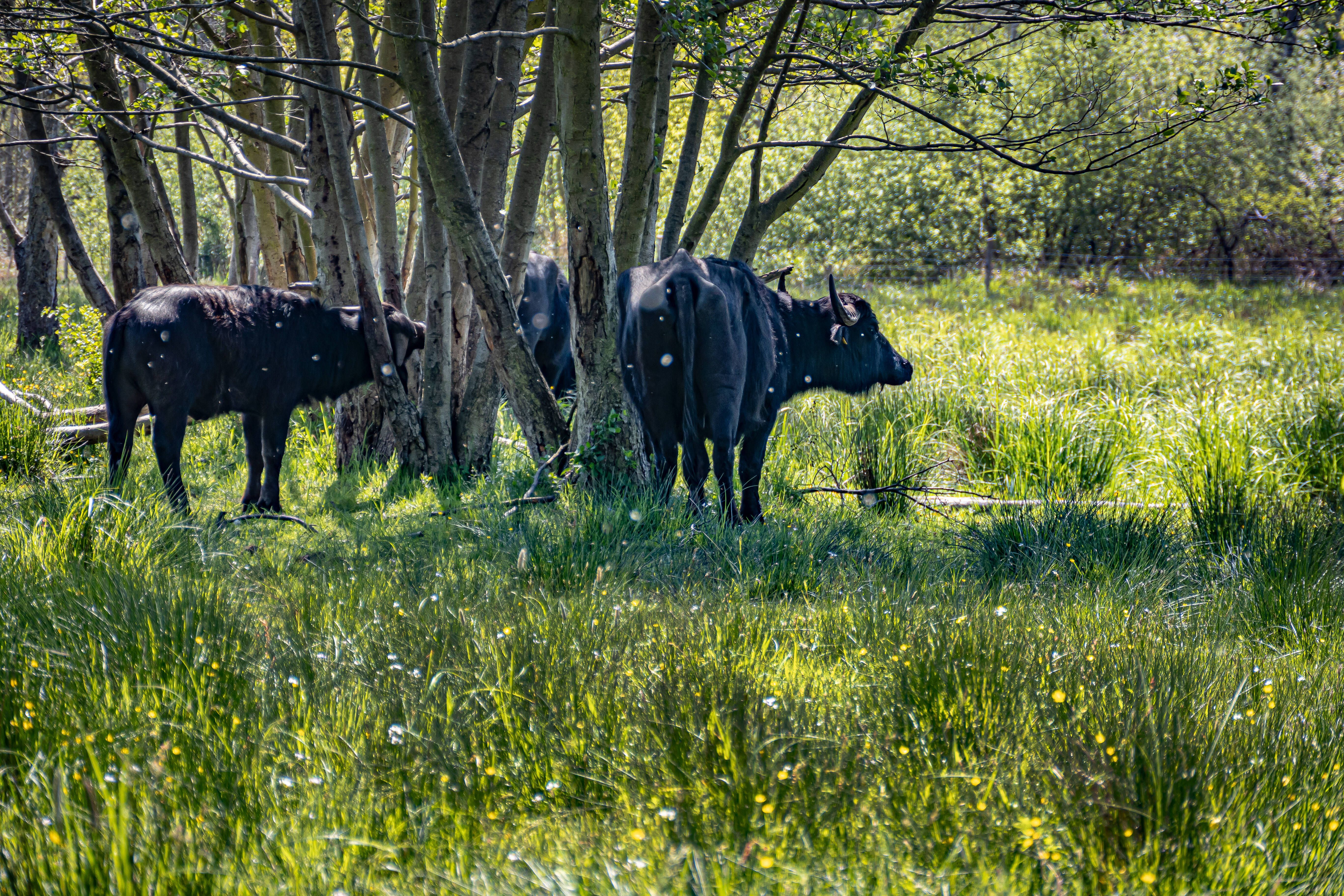 Büffel in Tegel, Rinder in Hohenschönhausen: Hier wird Berlin zum Gratis-Zoo