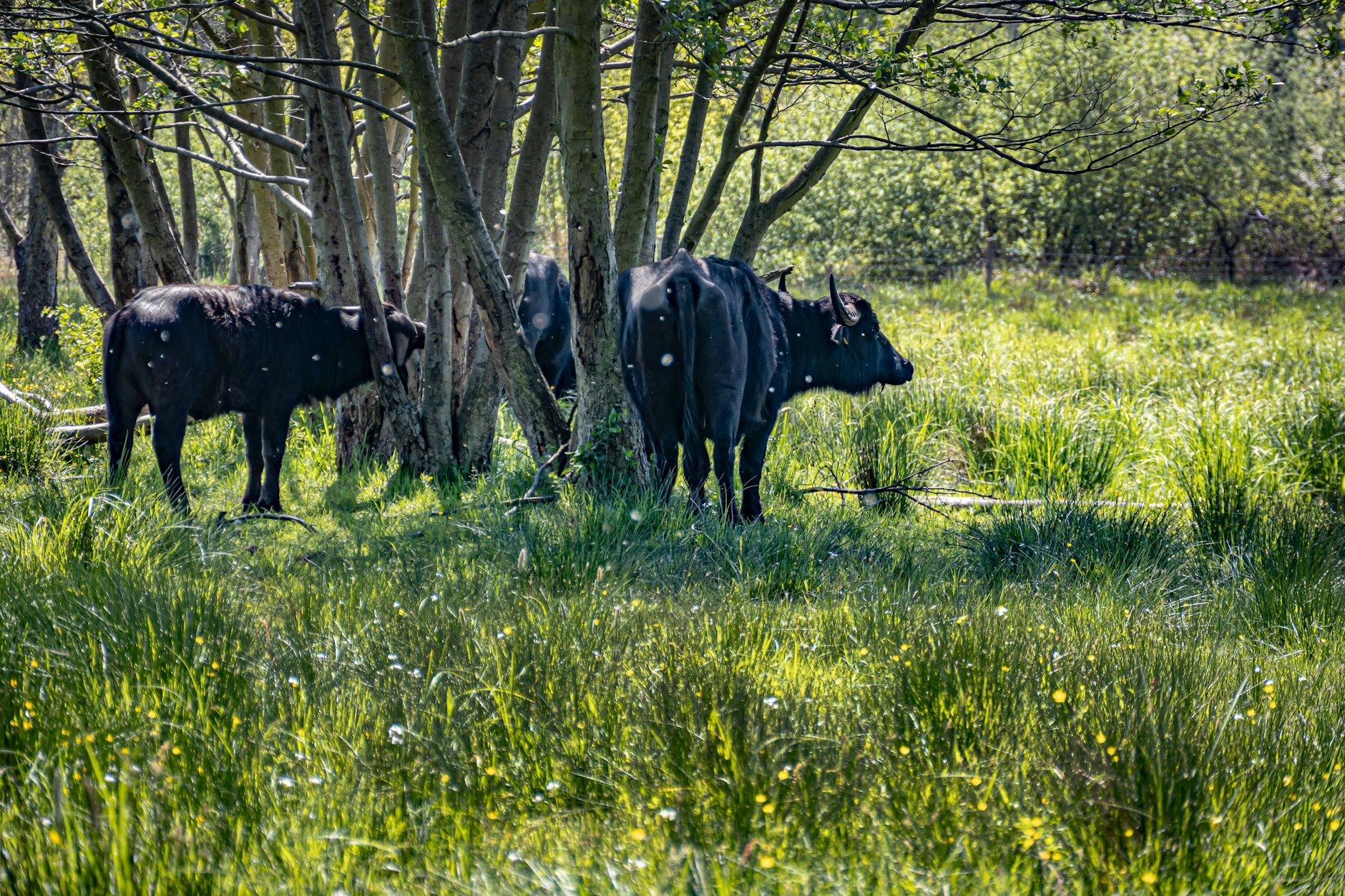 Wasserbüffel im Tegeler Fließ: Besonders gut sind die Tiere von den Informationstafeln aus zu sehen, jedoch ziehen sie sich auch gern ins Gebüsch zurück.
