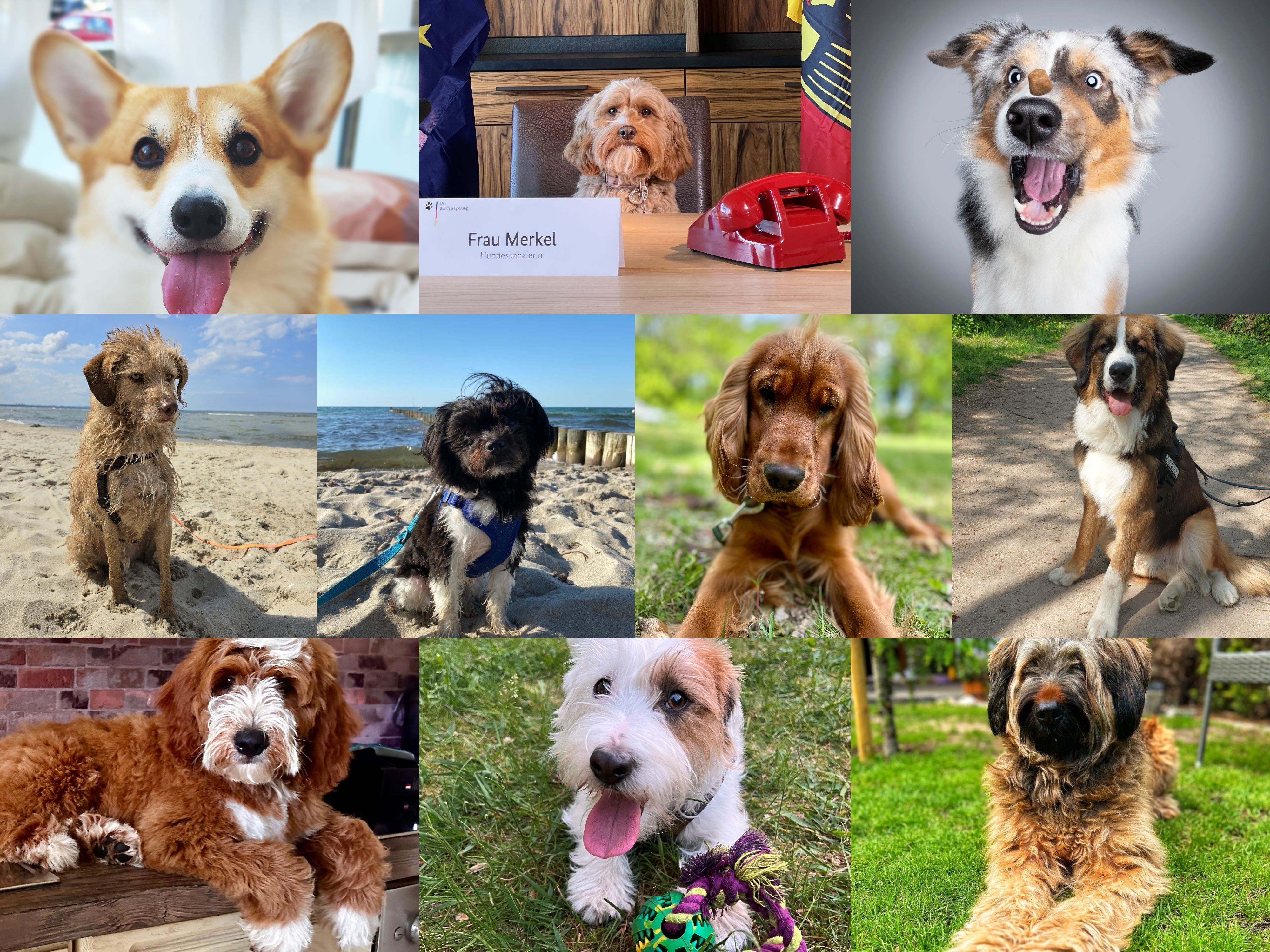 Abstimmungsfinale: 10 Hunde, Ihre Stimme! Wer ist der Schönste?