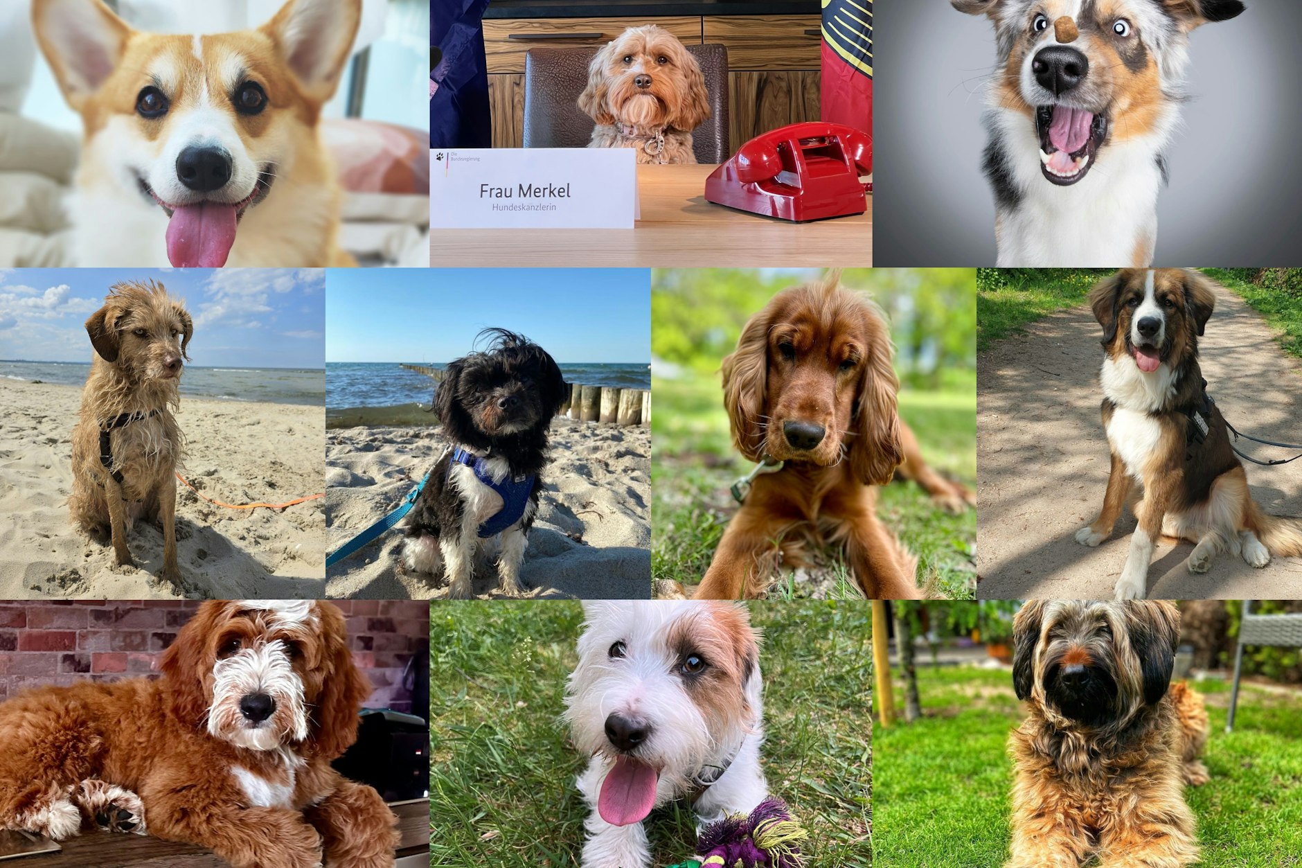 Diese zehn Kandidaten sind im Finale zum Hundeskanzler 2024.