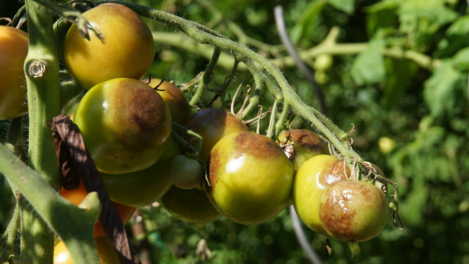 Wie ärgerlich: Mit Braunfäule befallene Tomaten sind ein Fall für die Tonne. Aber mit simpler Milch kann man zumindest die Ausbreitung stoppen. 