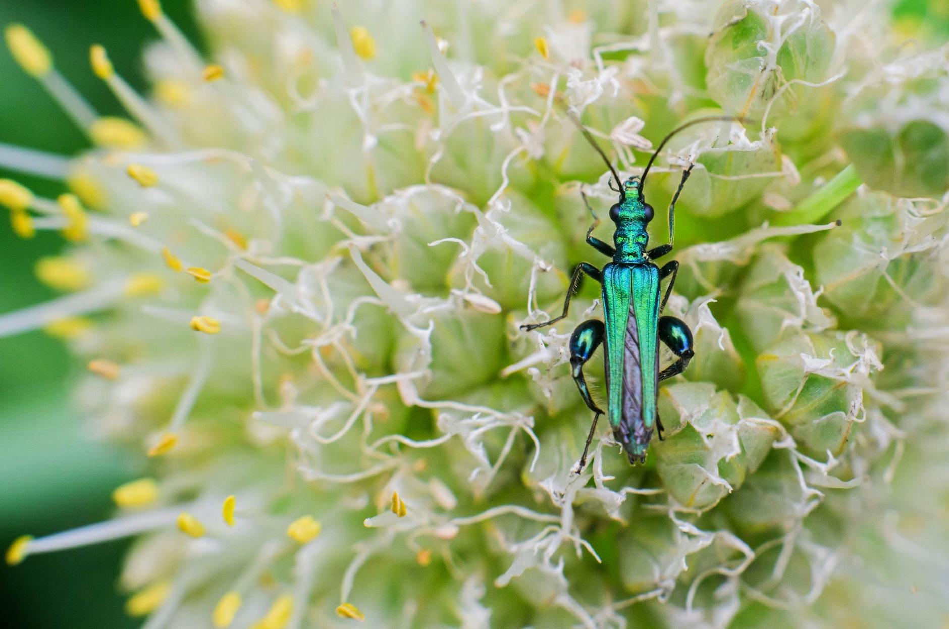 Ein Grüner Scheinbockkäfer auf einem blühendem Lauch in einem Garten in der Region Hannover. Niedersachsen und Bremen droht ein drastisches Artensterben bei Insekten.