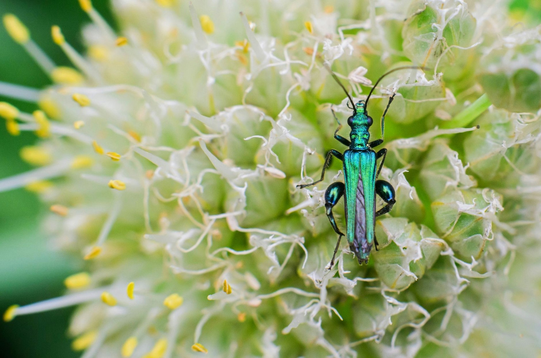 Ein Grüner Scheinbockkäfer auf einem blühendem Lauch in einem Garten in der Region Hannover. Niedersachsen und Bremen droht ein drastisches Artensterben bei Insekten.  