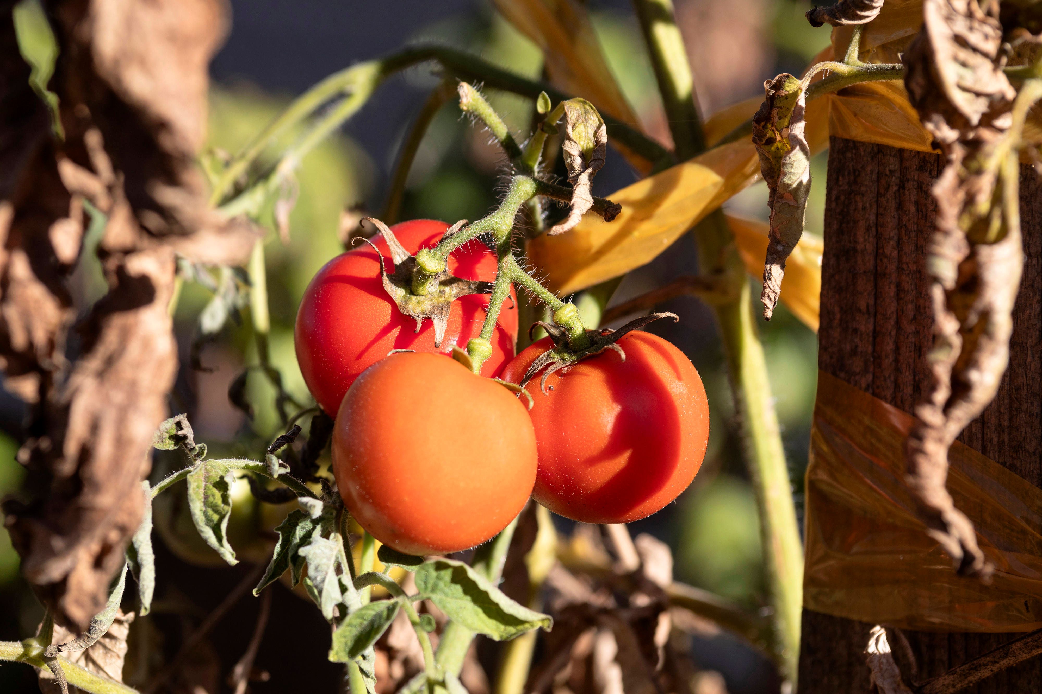 Milch-Trick beim Tomatenanbau: Bester Schutz gegen Braunfäule