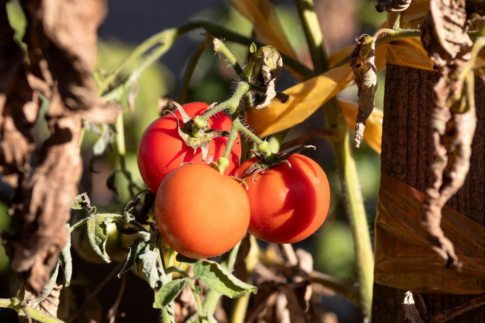 Mit Milch kann man seine Tomatenpflanzen vor Braunfäule schützen.