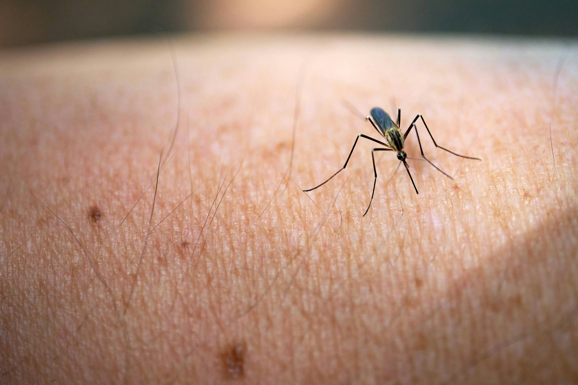 Eine einzelne Mücke im Schlafzimmer kann uns um den Schlaf bringen - doch wie finden und fangen wir das Insekt?