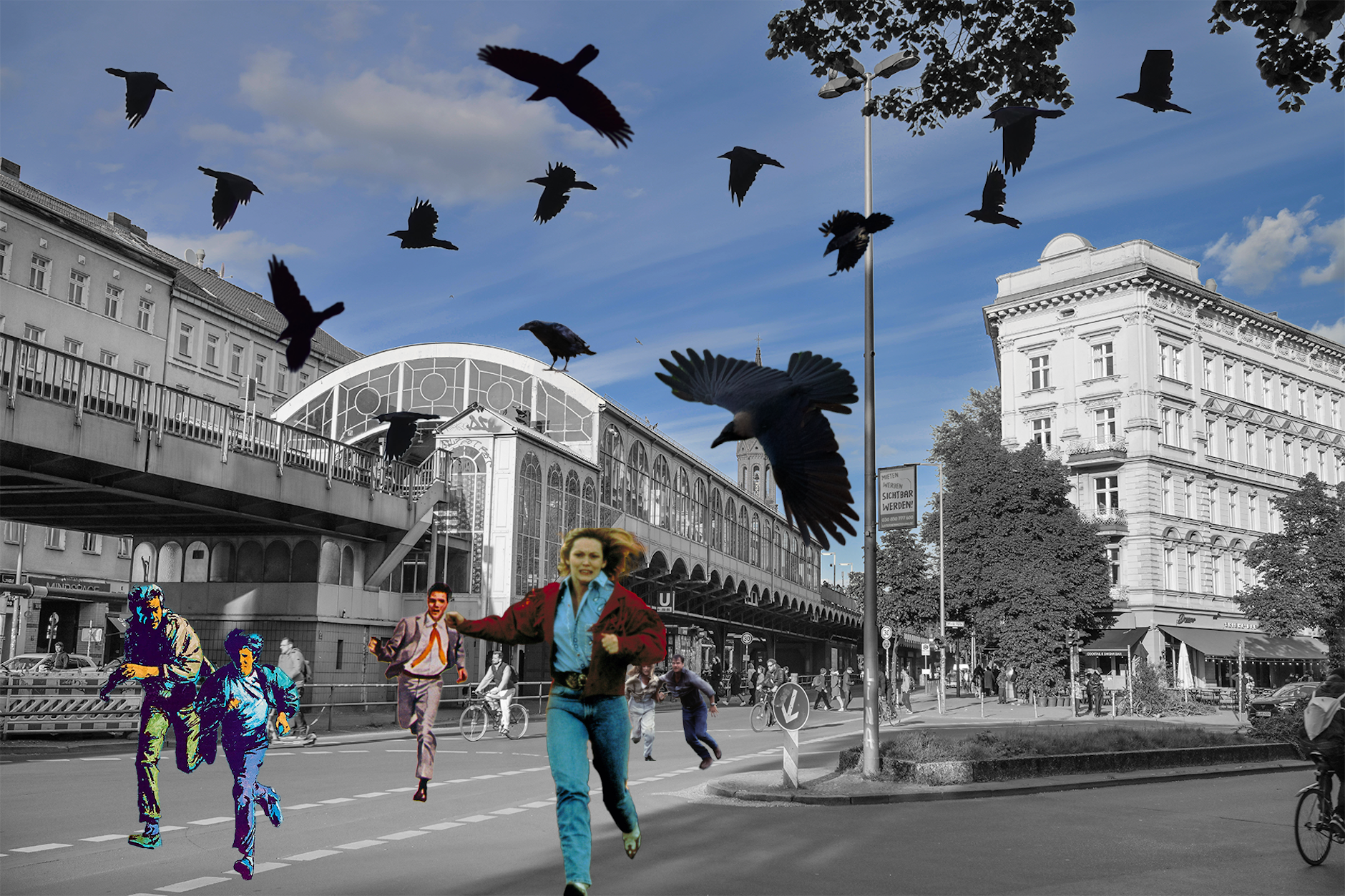 Krähen: Sind sie die eigentlichen Herrscher der Stadt?