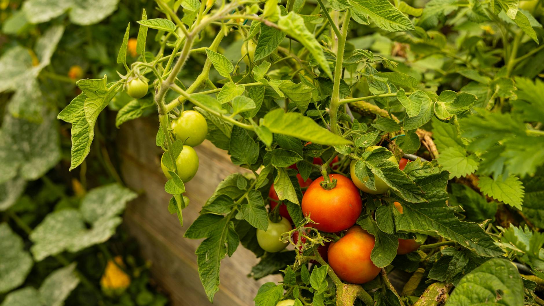Wer seine Tomatenpflanzen gut pflegt und mit Nähstoffen zum Beispiel aus Eierschalen versorgt, kann mit einer reichen Ernte rechnen.