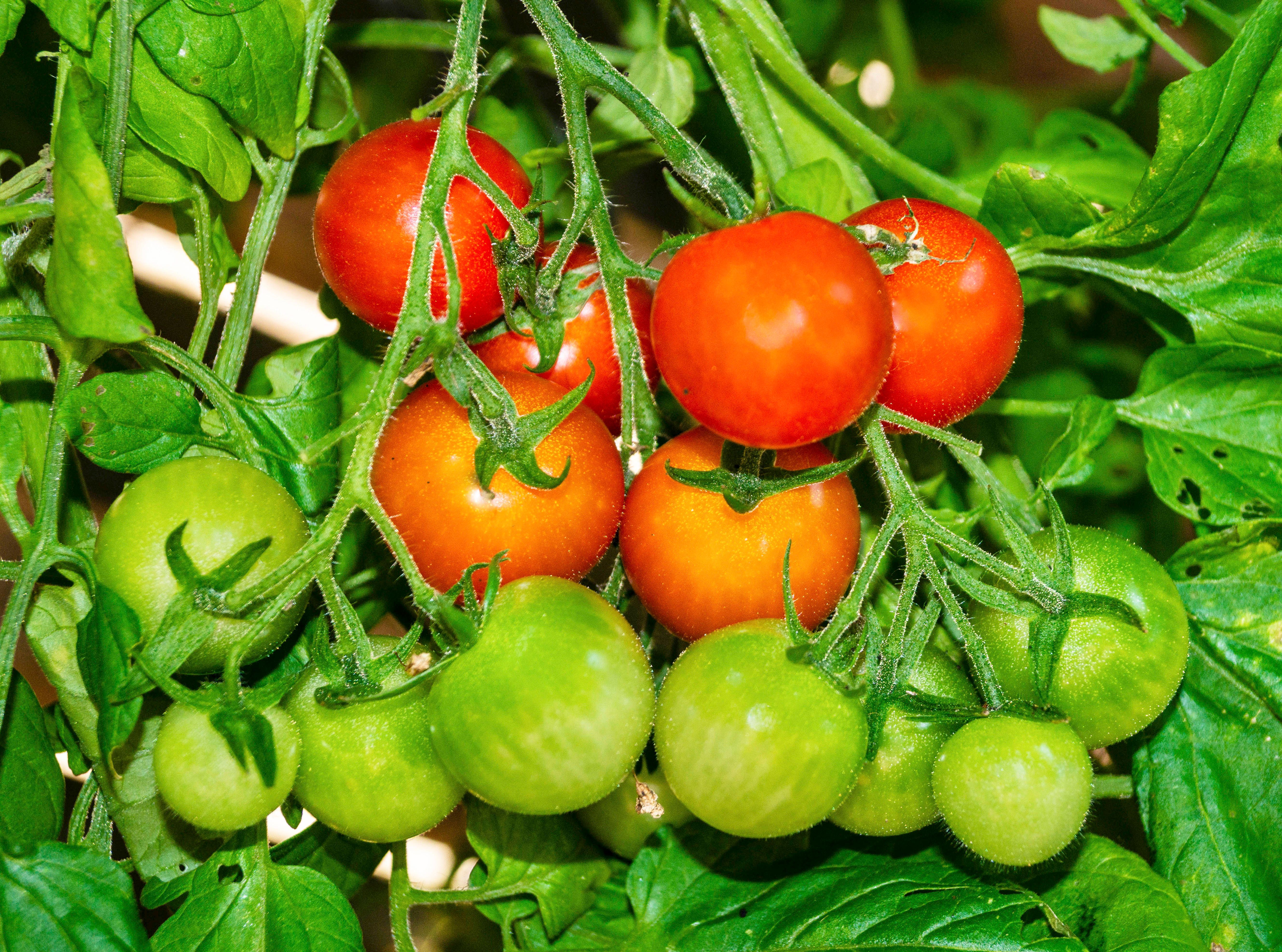 Genialer Eier-Trick beim Tomatenanbau: Reiche Ernte dank rohem Ei