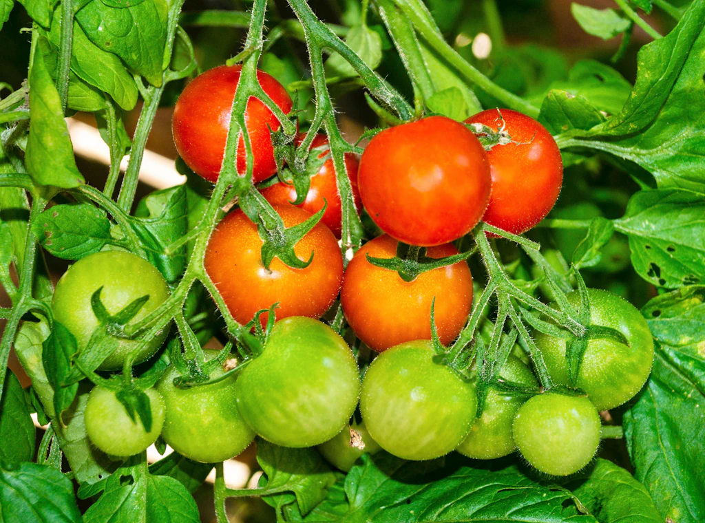 Genialer Eier-Trick beim Tomatenanbau: Reiche Ernte dank rohem Ei