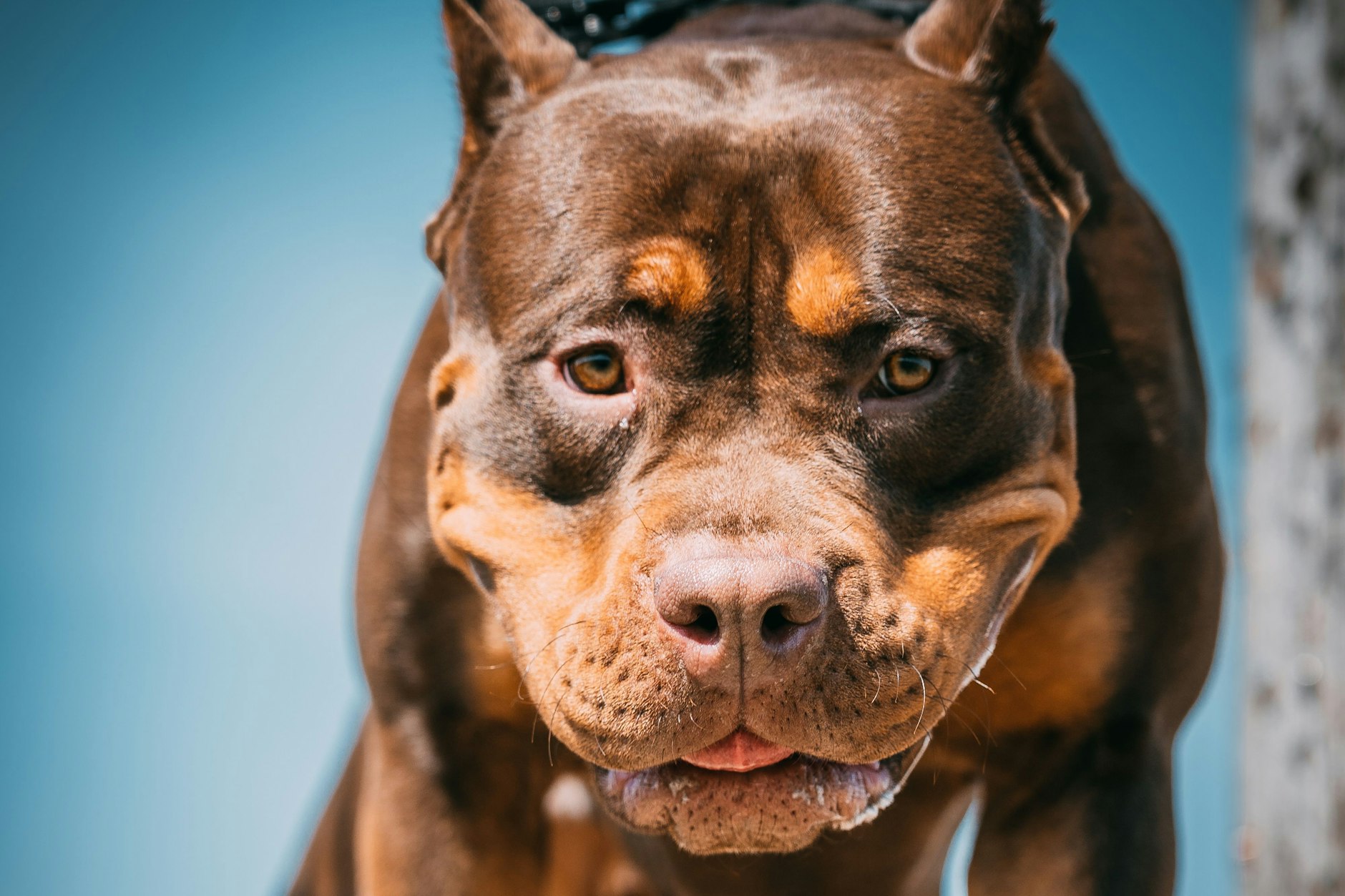 Die junge Frau wurde an ihrem Geburtstag von einem XL-Bully getötet.