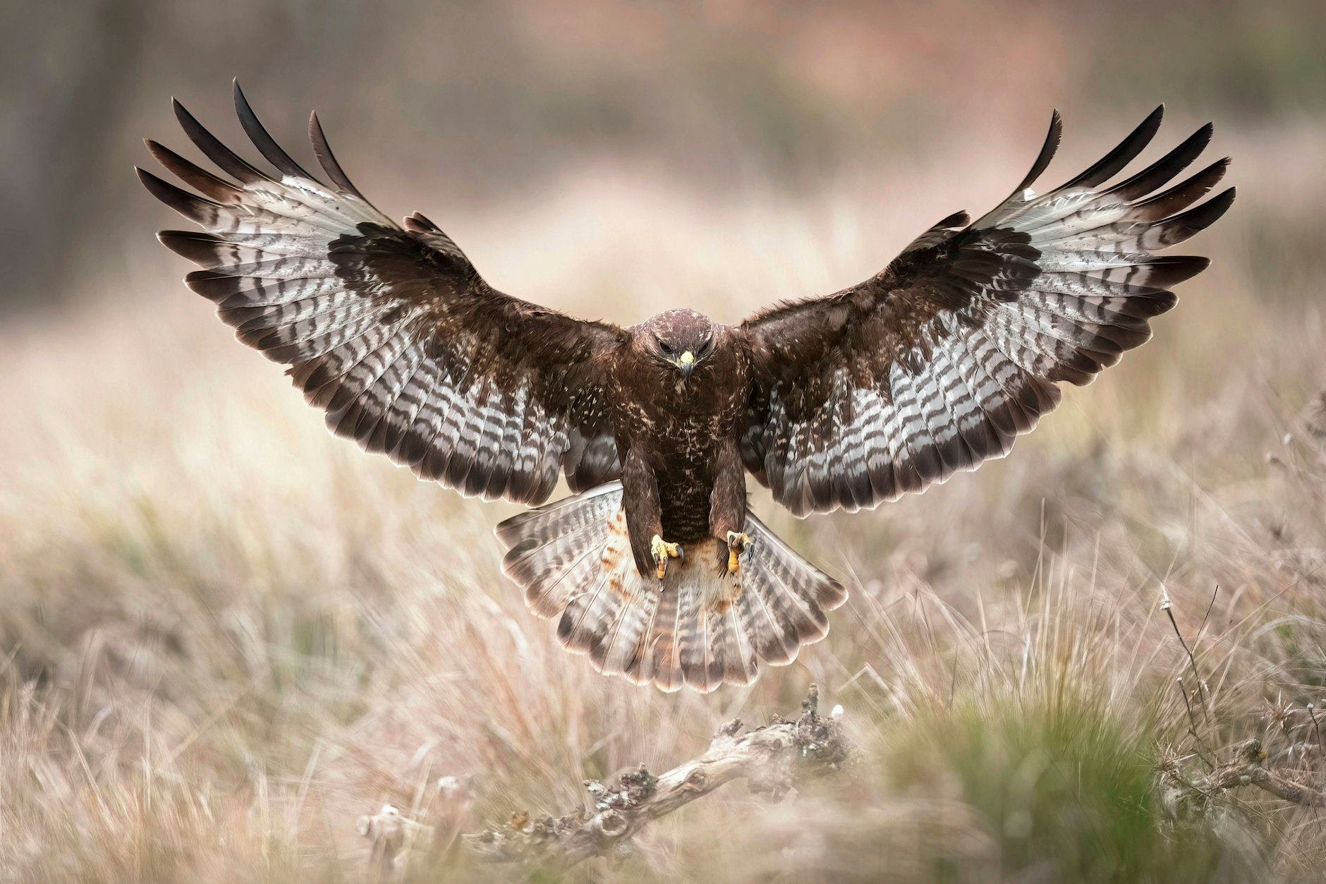 Mäusebussarde können Menschen angreifen.