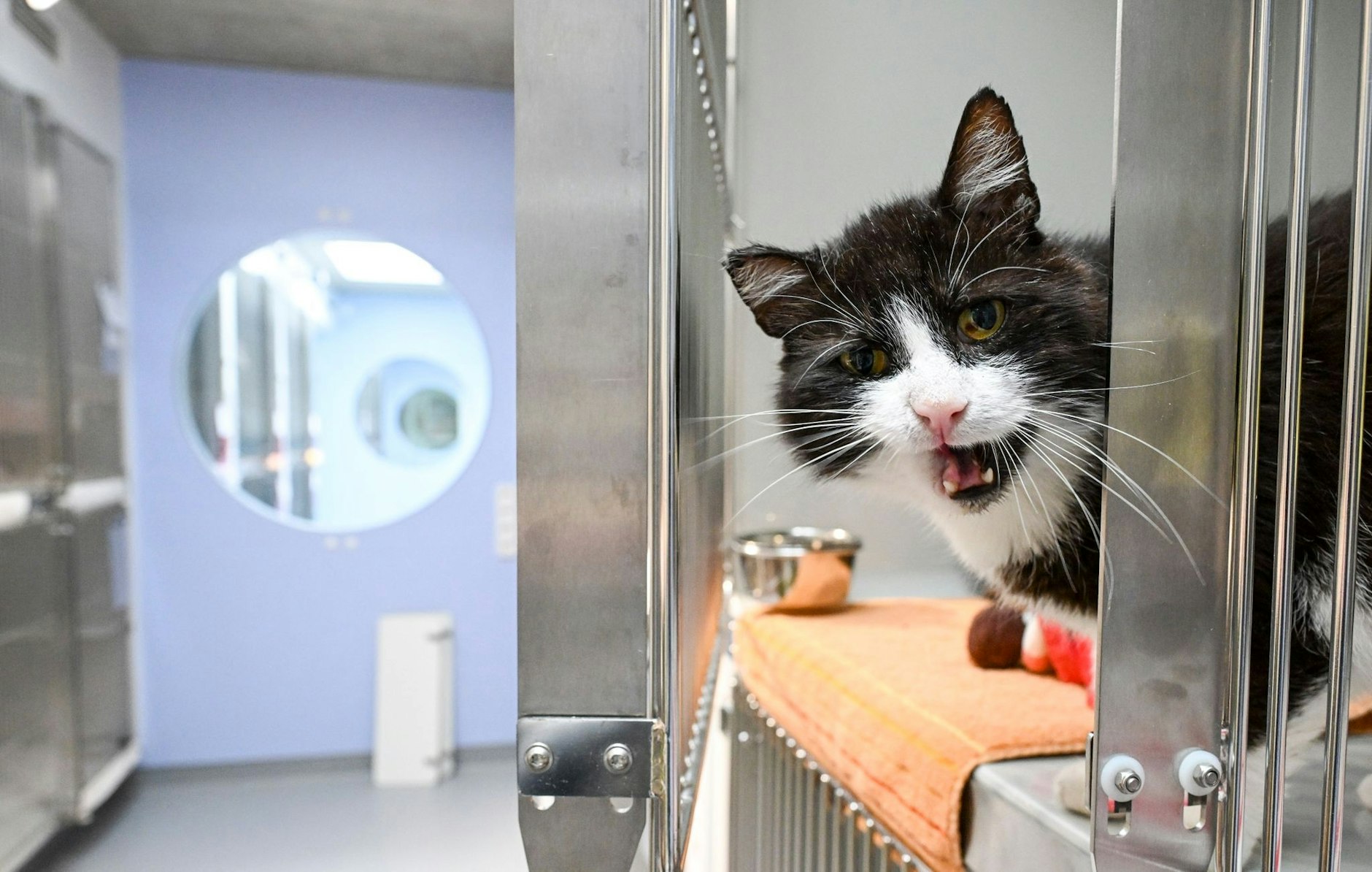 Die Katze Pombär schaut bei der feierlichen Eröffnung der neu gebauten Katzenquarantäne im Tierheim Berlin aus ihrer Box.  