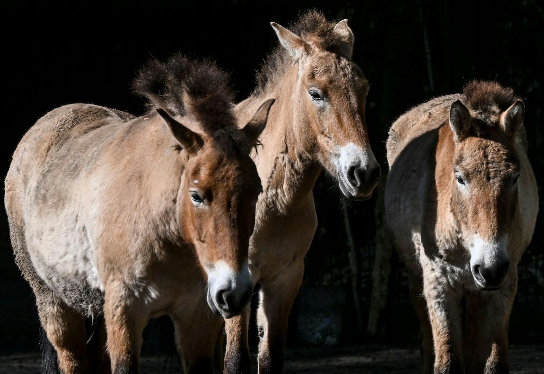 ARCHIV - Przewalskipferde stehen im Gehege im Tierpark Berlin.  