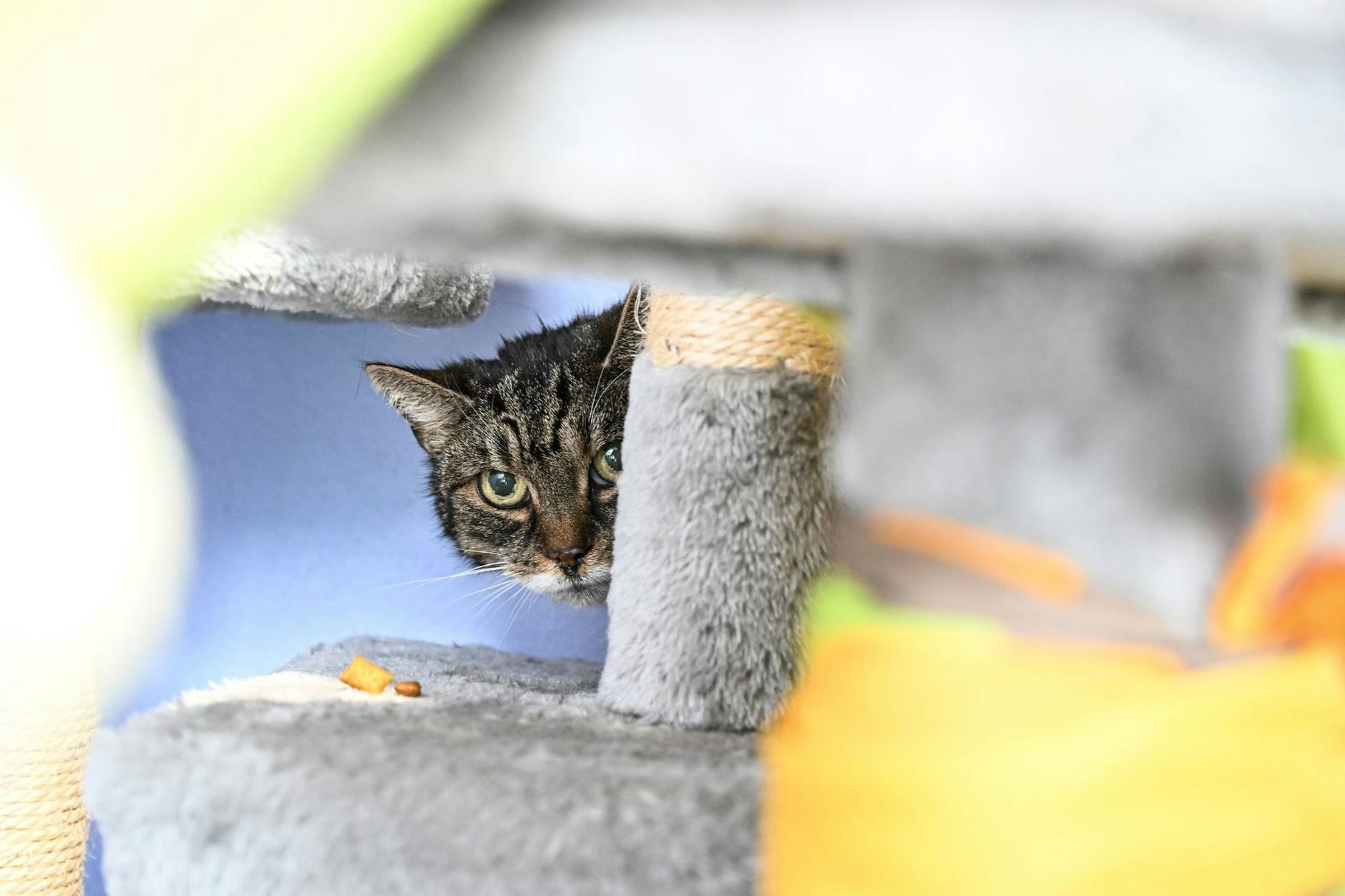 Blick aus dem Versteck: Katze Lisa bei der feierlichen Eröffnung der neu gebauten Katzenquarantäne im Tierheim Berlin.