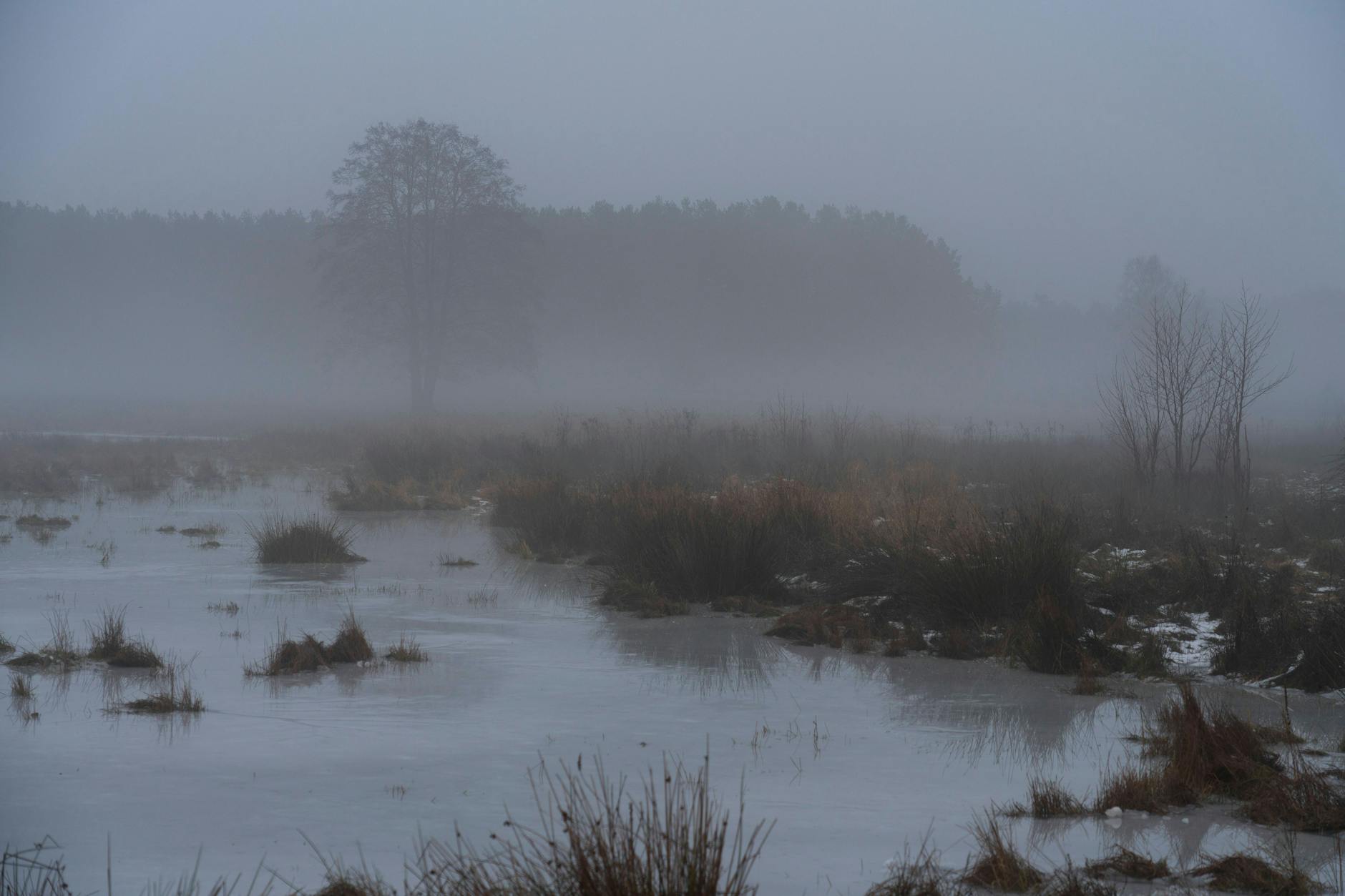 Die Schorfheide im Nebel