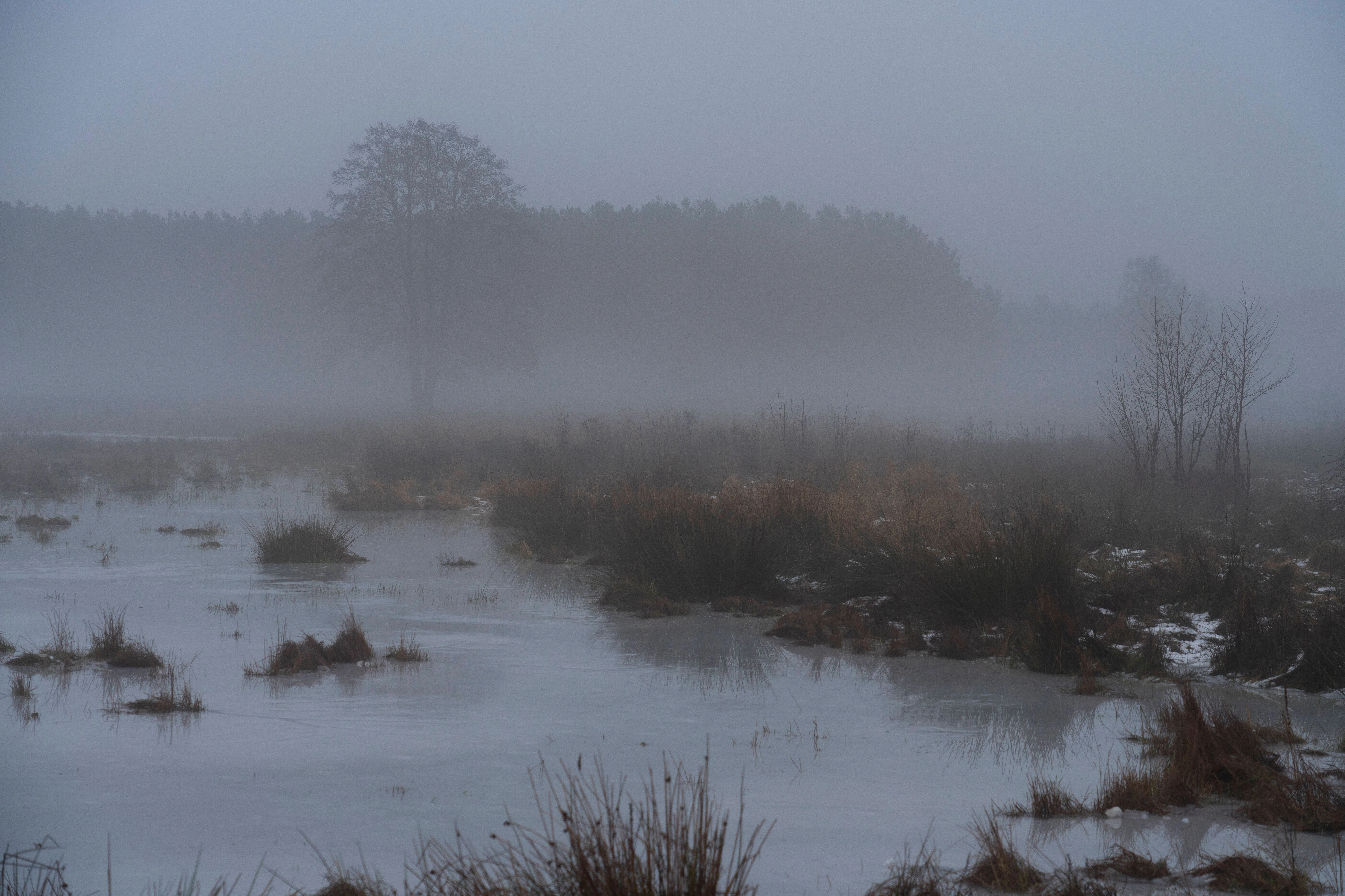 Die Schorfheide im Nebel