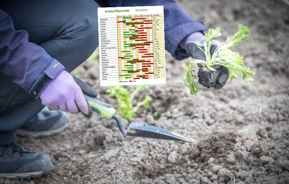 Aussaatkalender Gemüse: Gurkenanbau, Tomaten & Co. – wann was am besten pflanzen