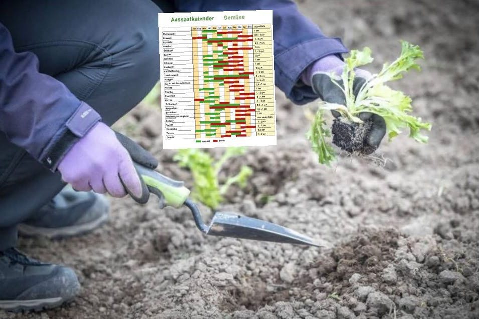 Der Aussaatkalender hilft Ihnen, Gemüse zum richtigen Termin zu pflanzen.