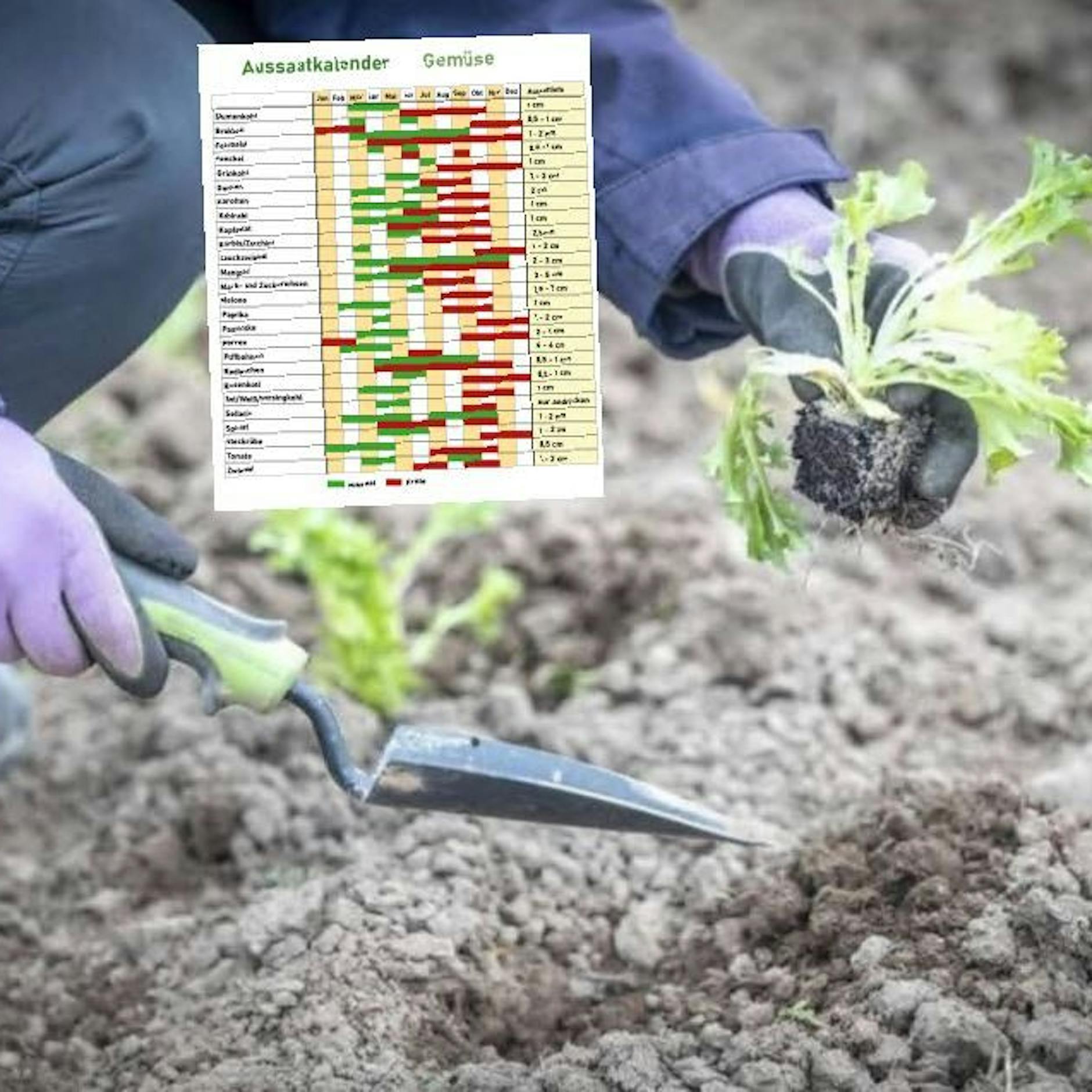 Aussaatkalender Gemüse: Gurkenanbau, Tomaten & Co. – wann was am besten pflanzen