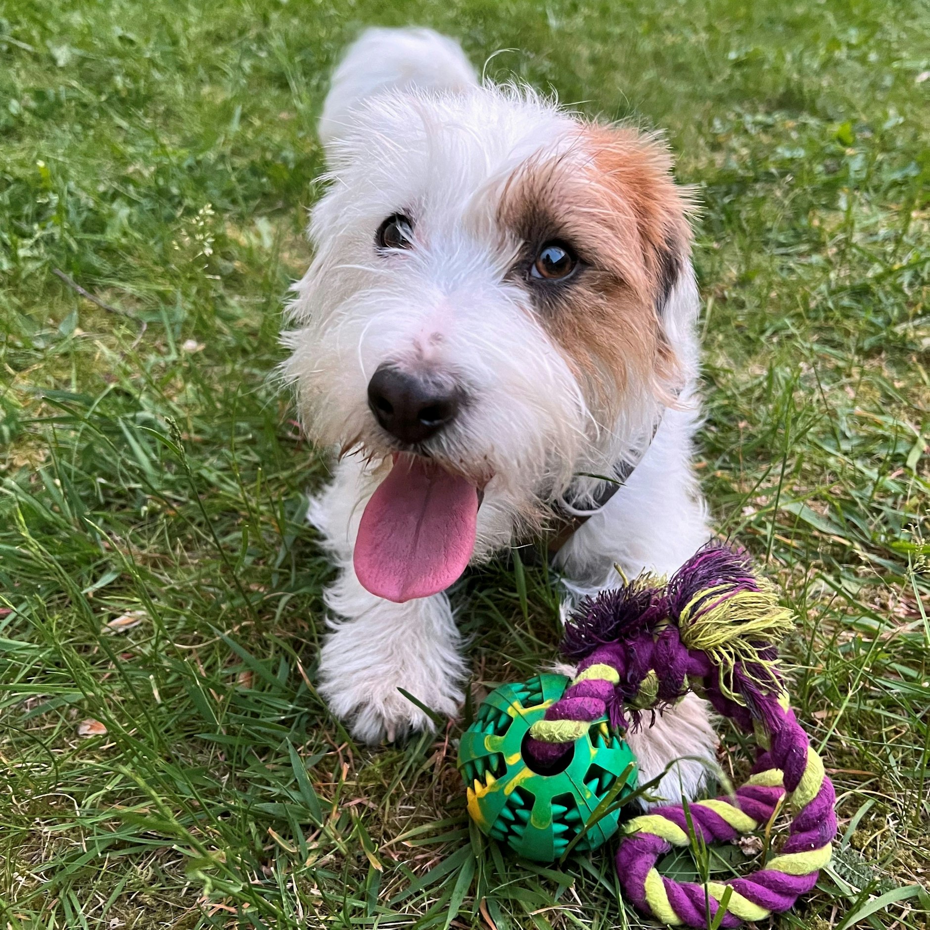 Jack Russel Terrier Alfred wurde Wochensieger – und ist nun auf dem Weg zum Thron.
