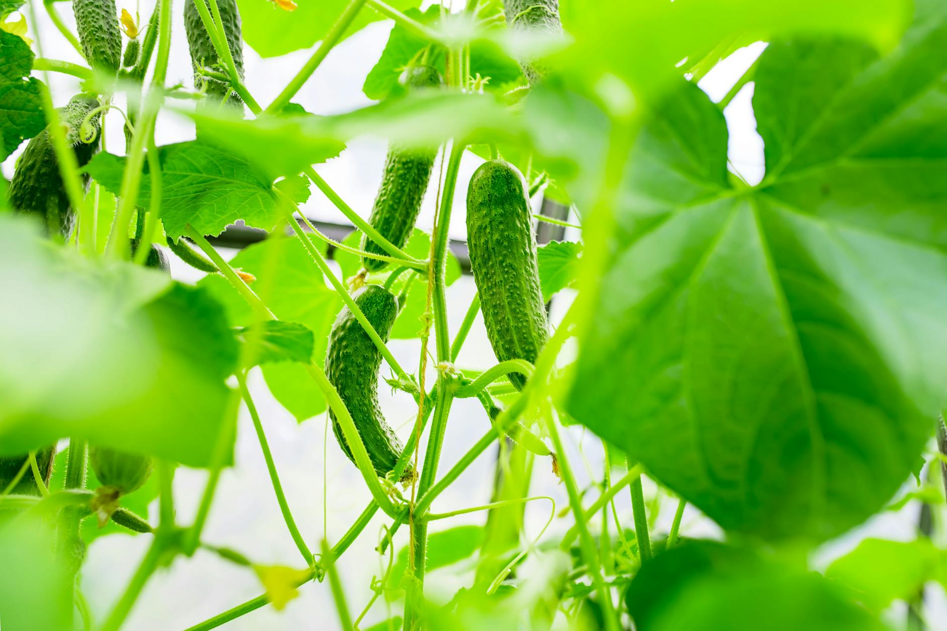 Damit Spinnmilben nicht den Gurkenanbau behindern und die Pflanzen keinen Schaden nehmen, können Sie einen einfachen Trick anwenden.