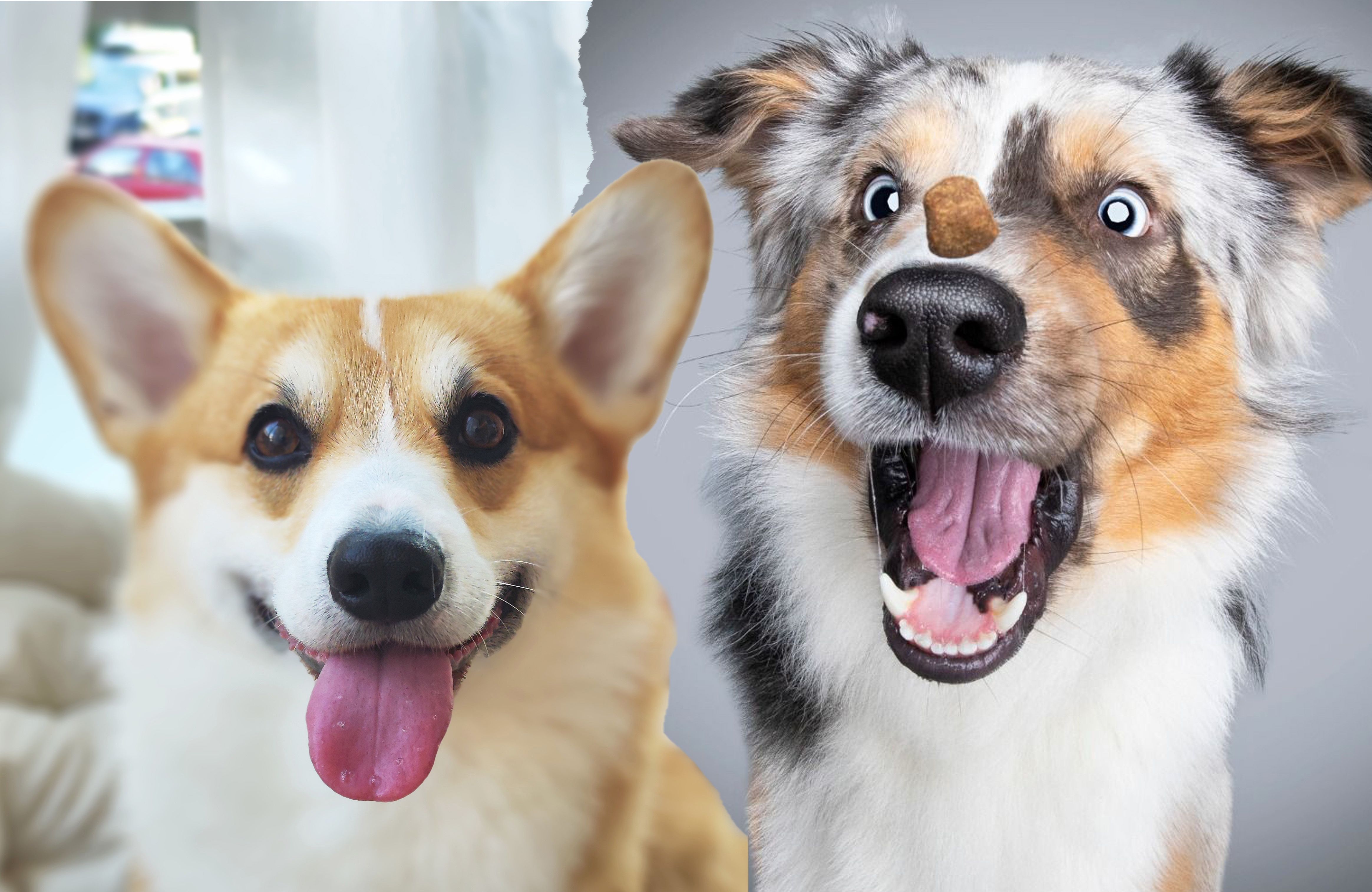 Image - Letzte Chance: Wer ist Deutschlands schönster Hund? Stimmen Sie ab!